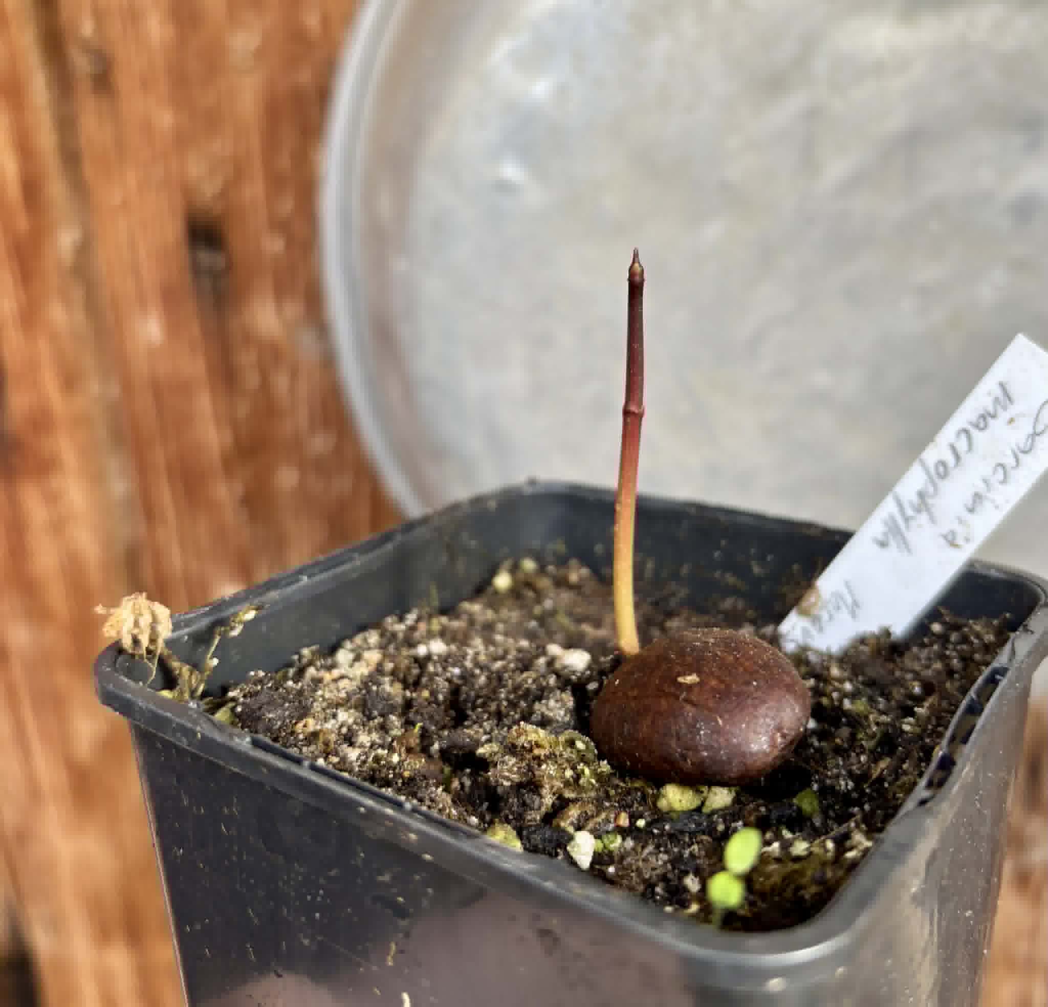 Garcinia macrophylla var. Maraú - 1 potted seedling / 1 getopfter Sämling