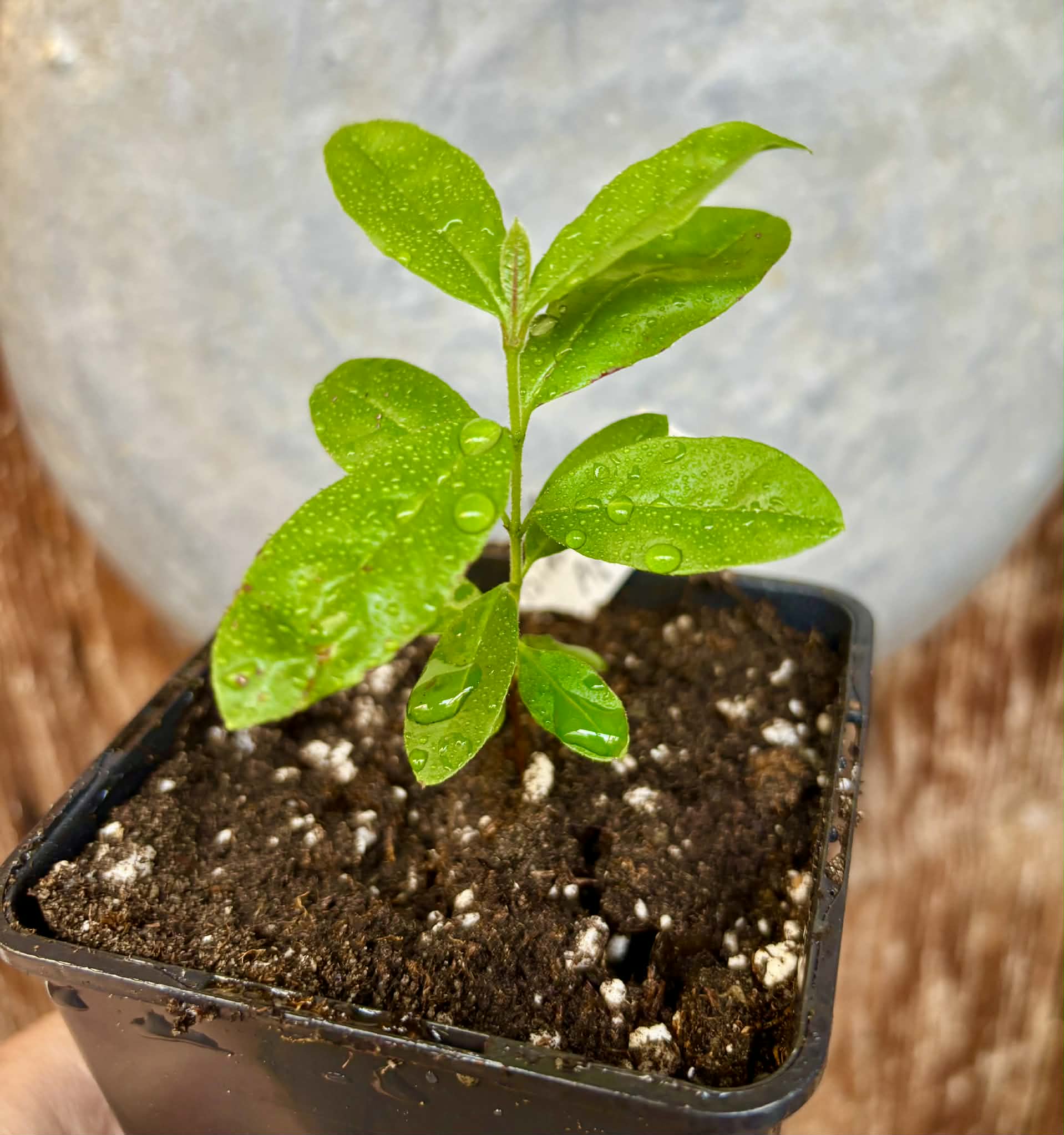 Psidium sp Aporá - 1 potted seedling / 1 getopfter Sämling