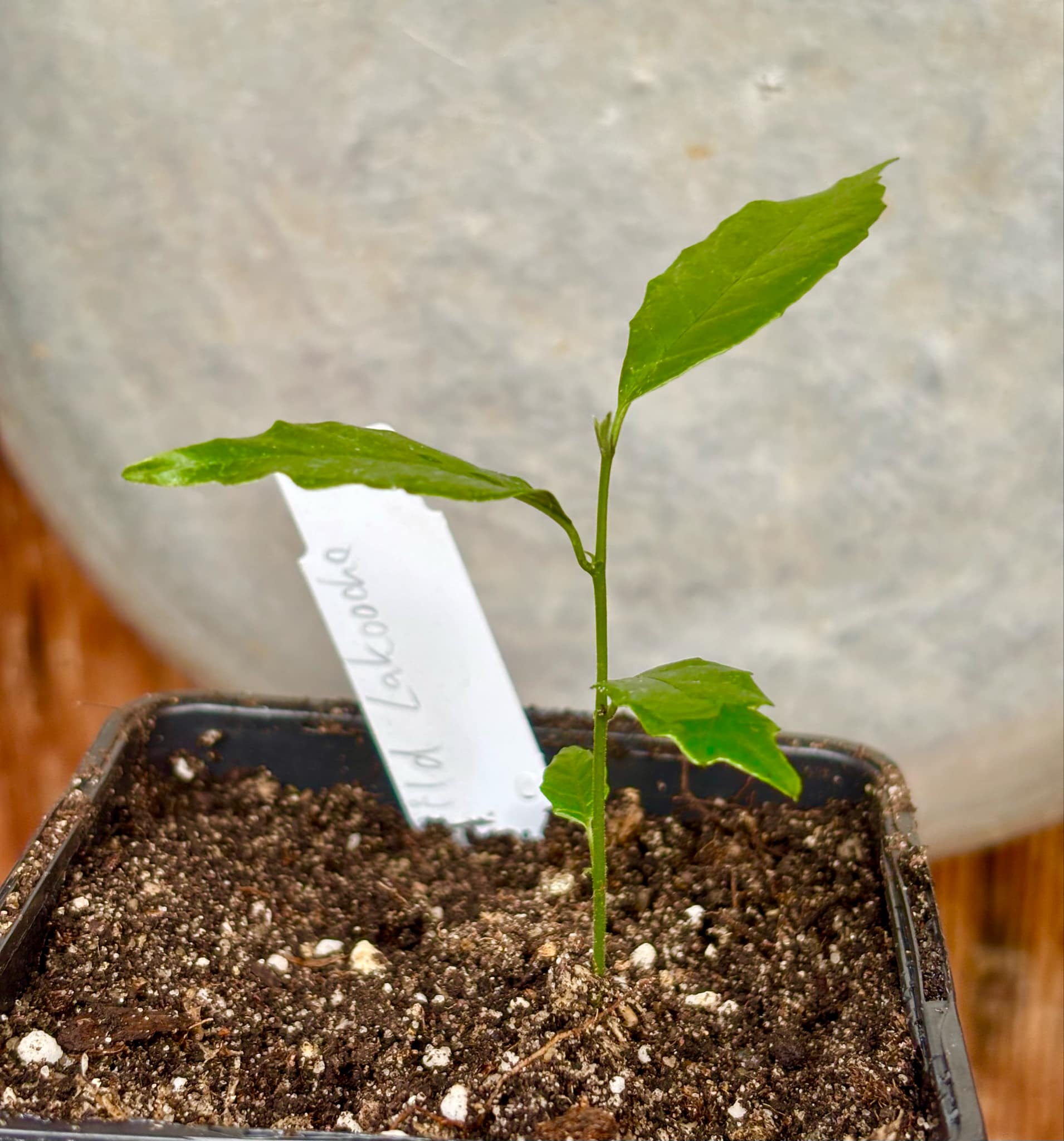 last seedling - Artocarpus aff. lacucha - Wild Lakoocha  -  1 small potted seedling / 1 kleiner, getopfter Sämling