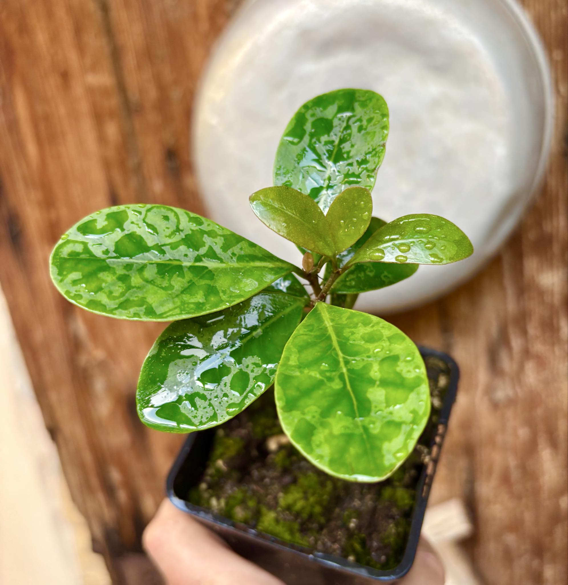 Myrcia sp Jequitinhonha - 1 potted seedling / 1 getopfter Sämling