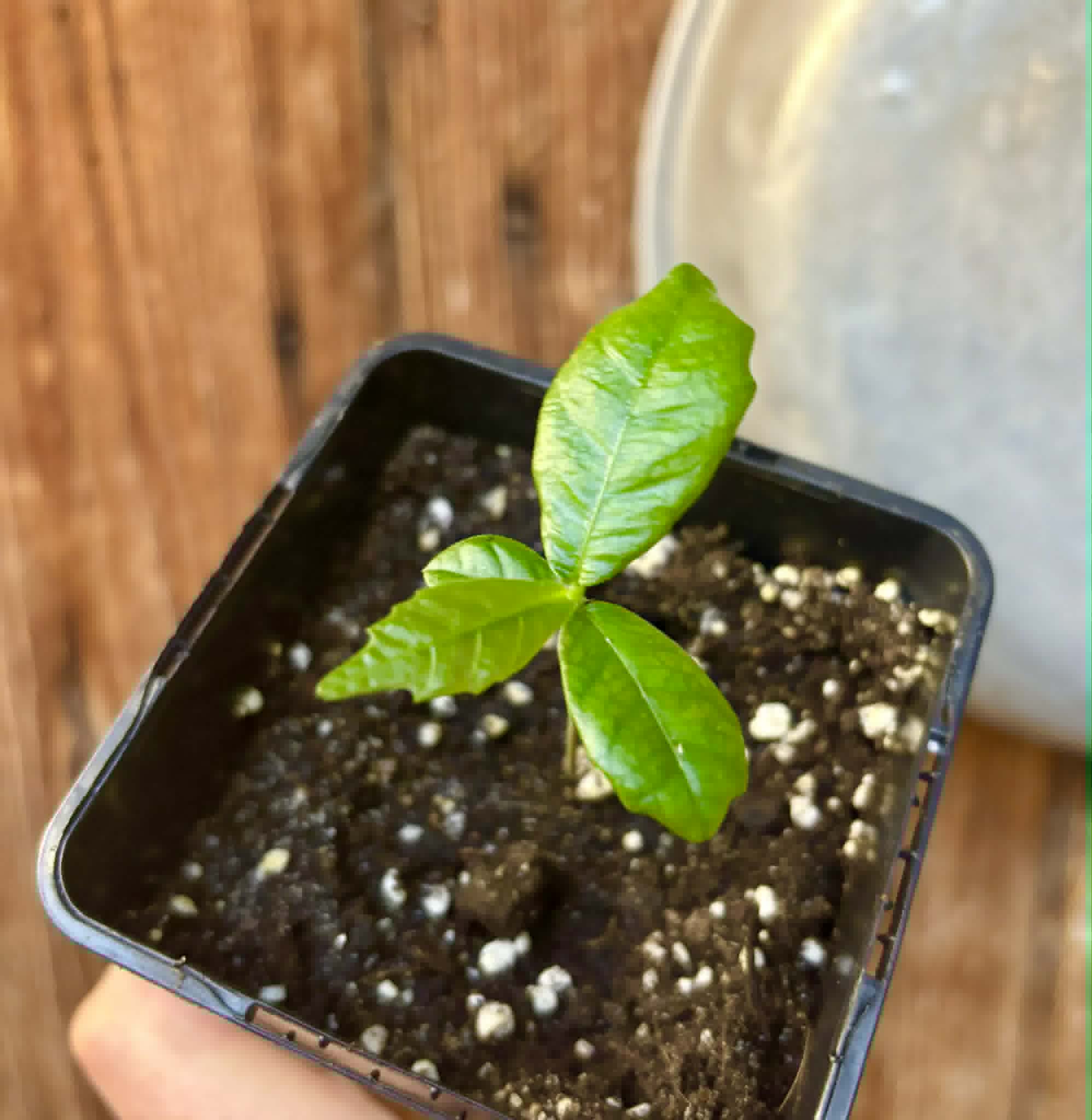 Tepetomate (Pseudolmedia glabrata) - 1 potted seedling / 1 getopfter Sämling