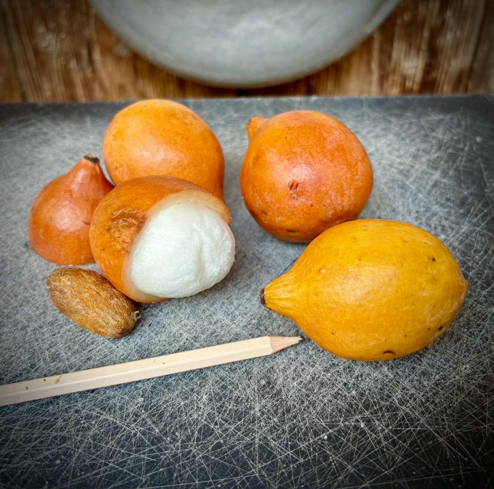 Achachairu (Garcinia humilis) - 1 potted seedling / 1 getopfter Sämling