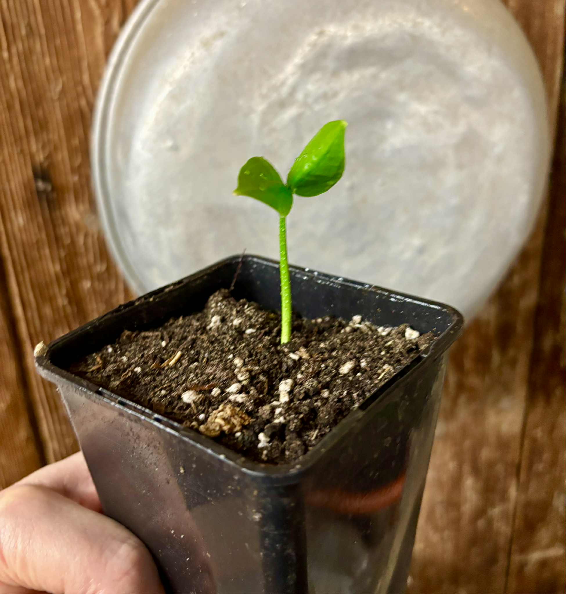 Dulacia sp. Cafe doce  -  1 potted seedling / 1 getopfter Sämling