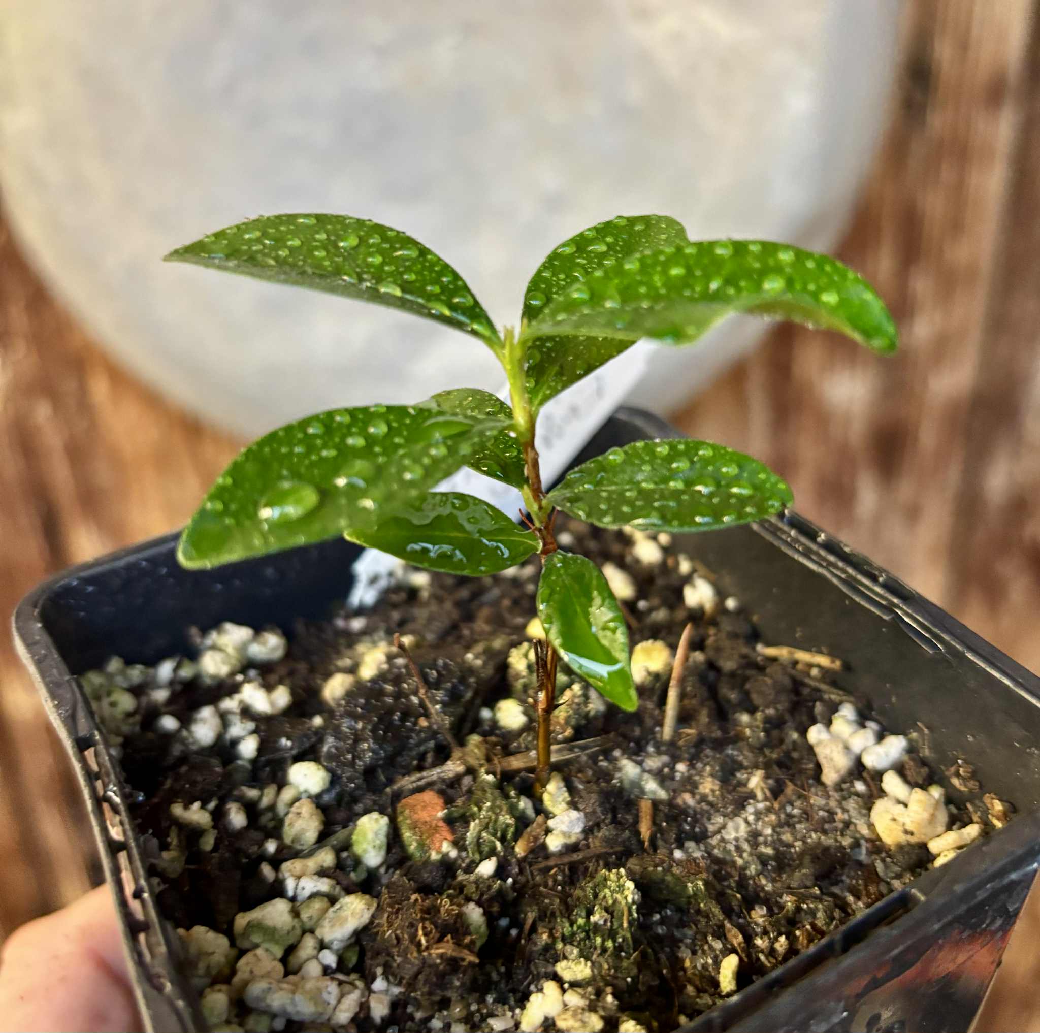 Dwarf Grumixama (Eugenia itaguahiensis) - 1 small potted seedling / 1 kleiner, getopfter Sämling