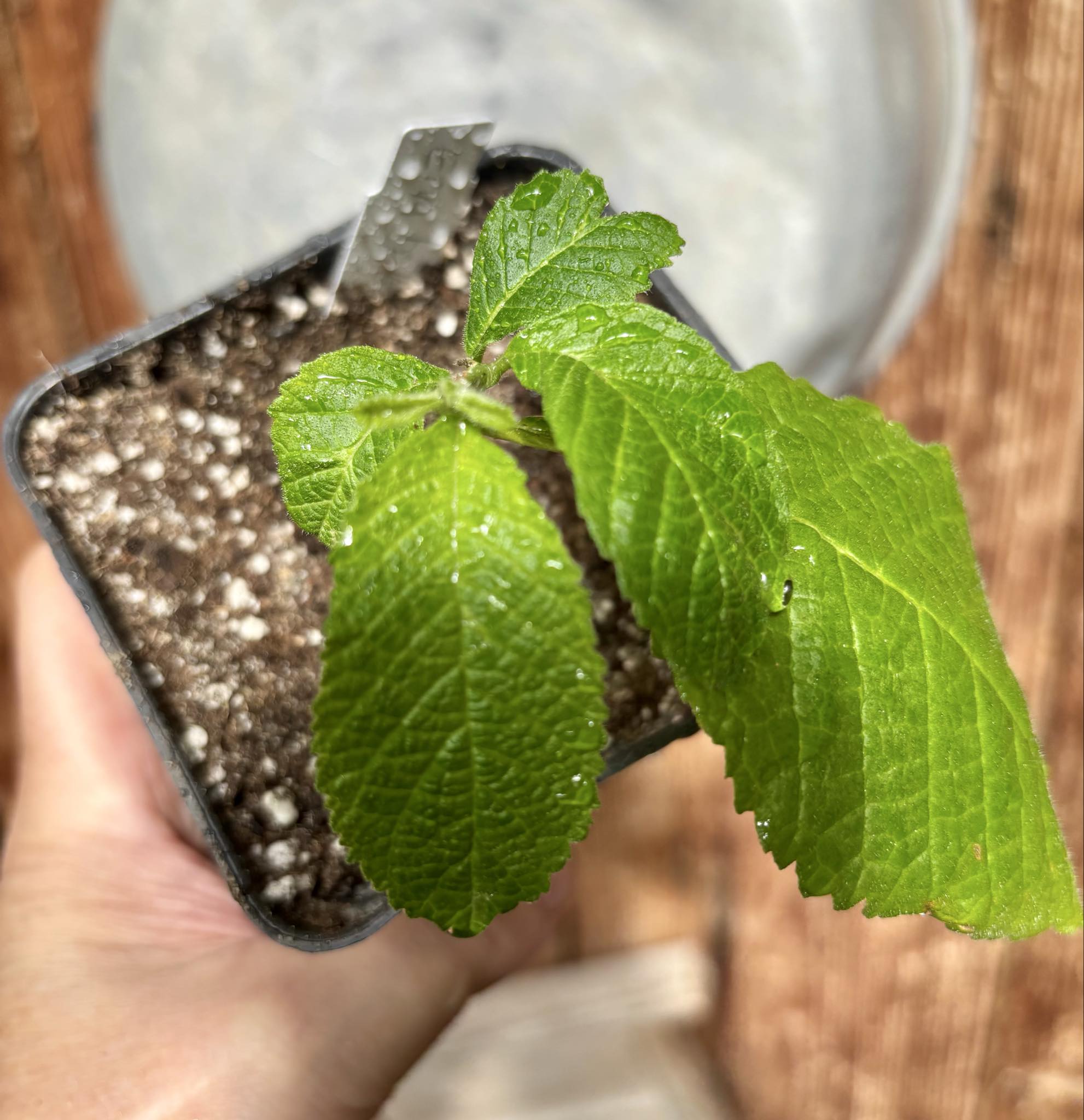rooted cutting - Erva baleeira  (Cordia verbenacia) - 1 potted plant / 1 getopfte Pflanze