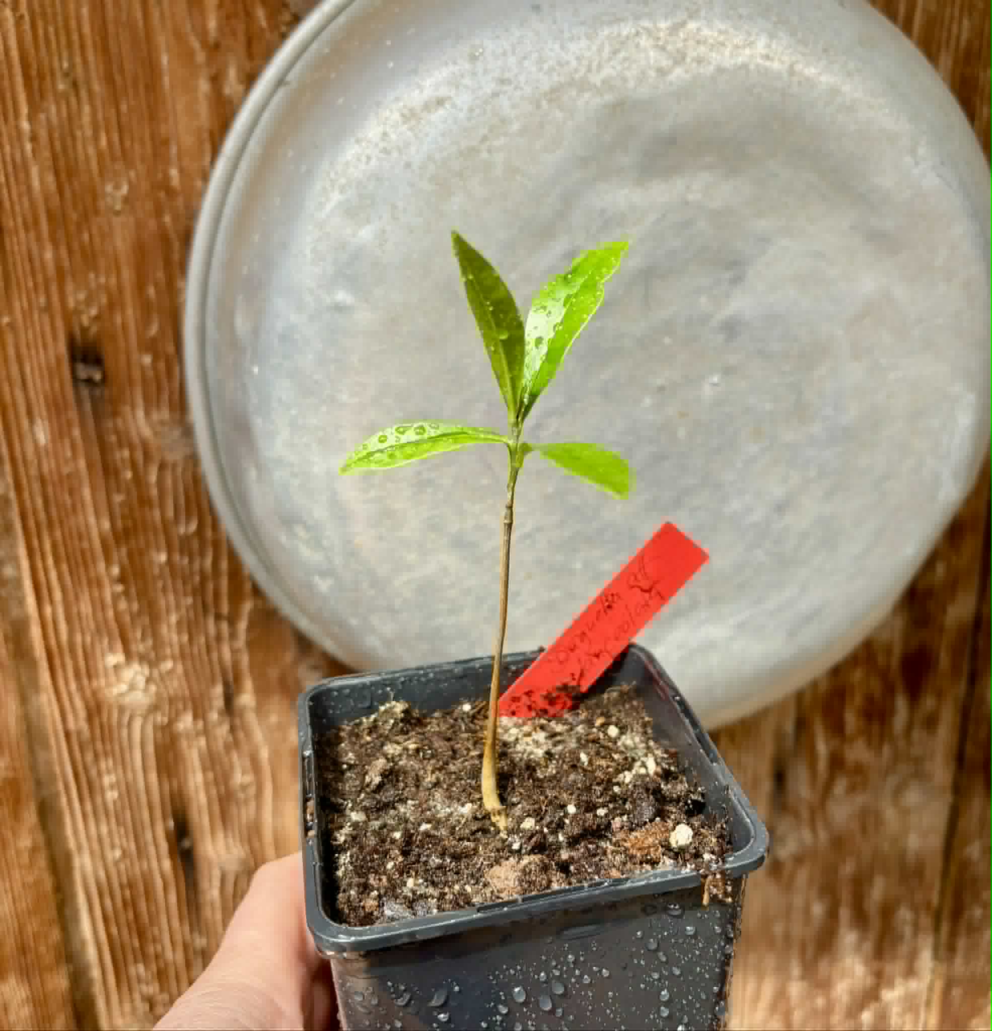 Duguetia aff. lanceolata - Pindauva Roxa -   1 potted plant / 1 getopfte Pflanze