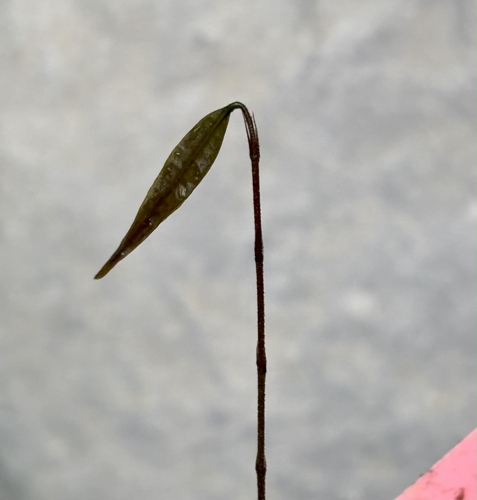 Plinia sp Cambuca vermelha -  1 potted seedling / 1 getopfter Sämling