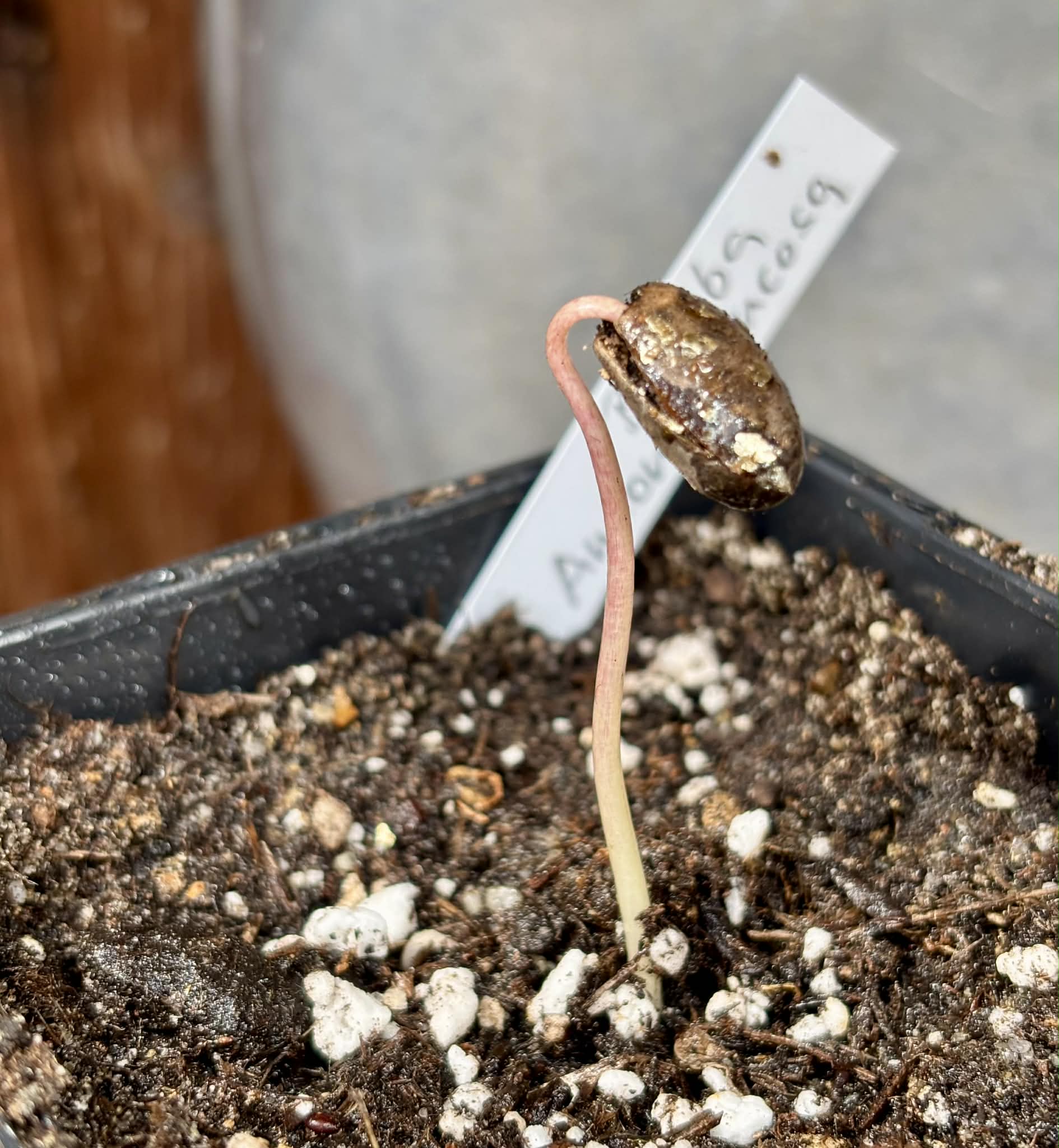 Biriba / Rollinia (Annona mucosa) - 1 potted seedling / 1 getopfter Sämling