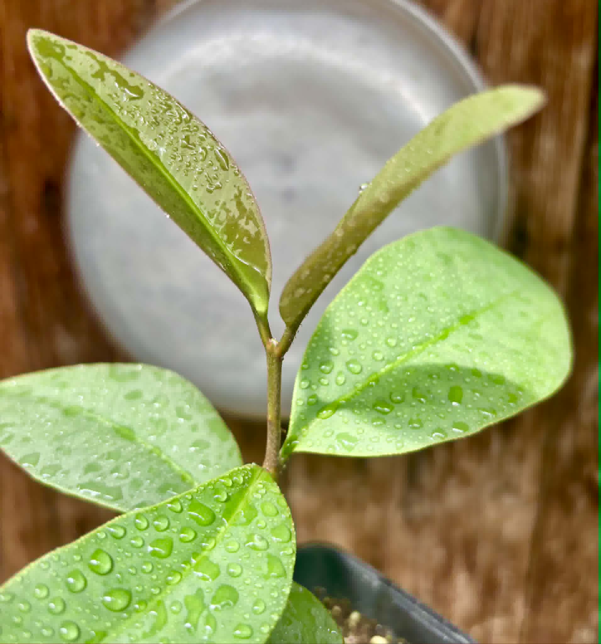Eugenia sp Unana -  1 potted seedling / 1 getopfter Sämling