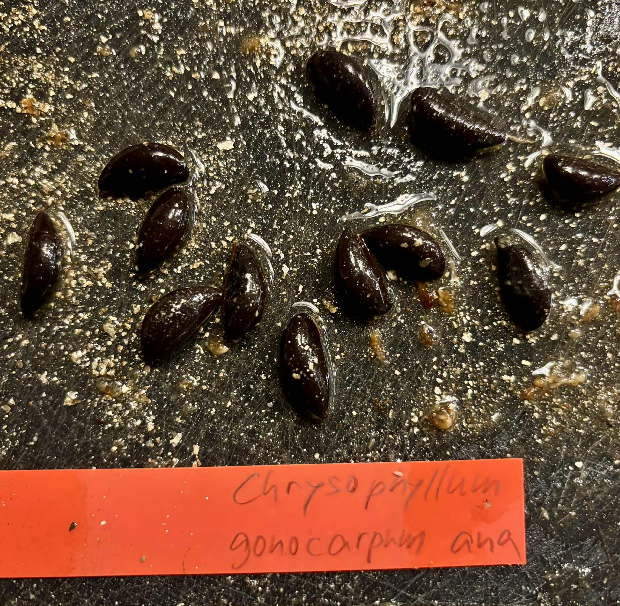 Chrysophyllum gonocarpum var. Ana Floresta seca  -  1 fresh seed / 1 frischer Samen