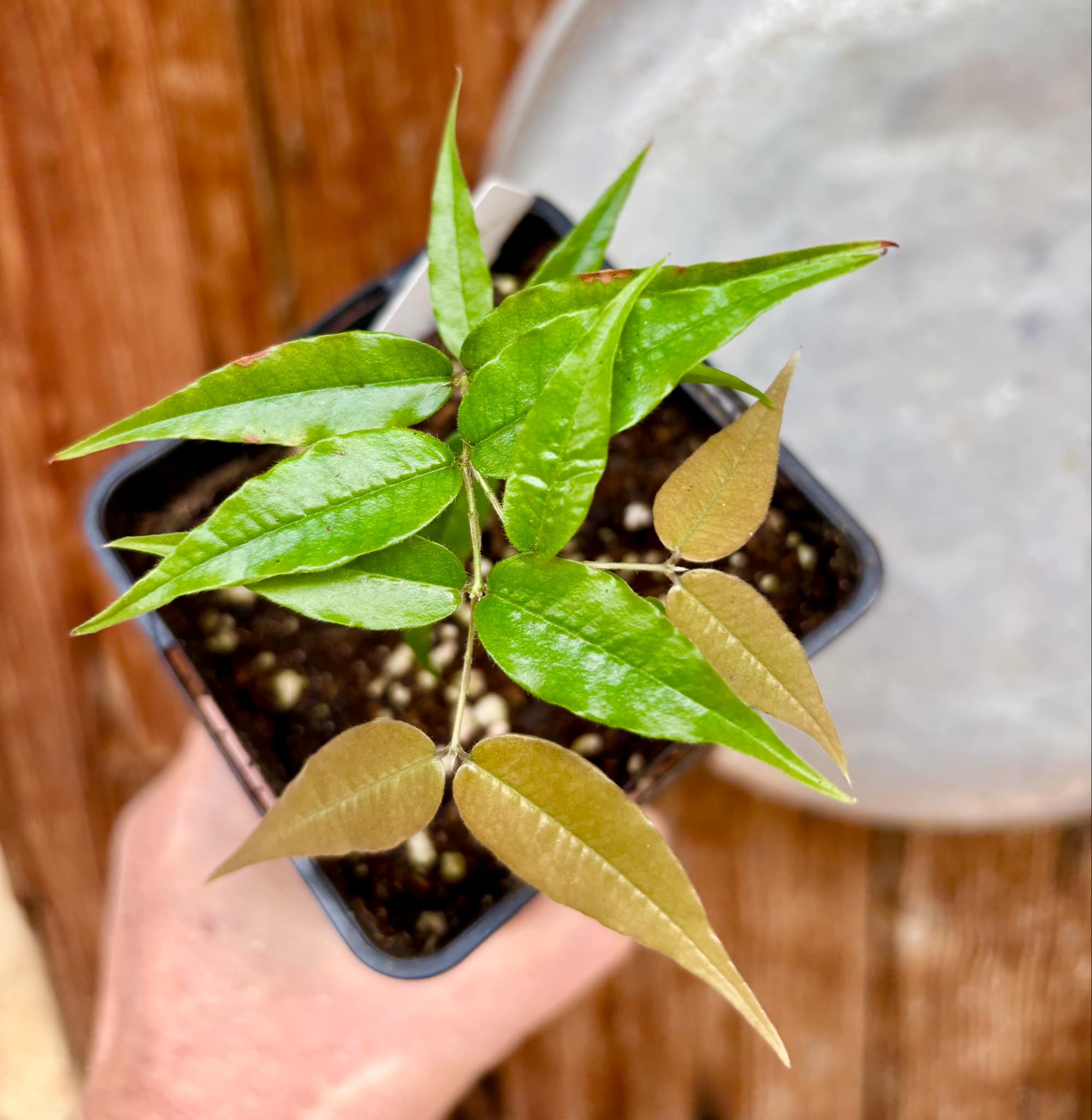 Jaboticaba - Plinia sp Rajada Cabo longo verde Nr. 2 - 1 small potted seedling / 1 kleiner, getopfter Sämling Jaboticaba - Plinia sp Rajada Cabo longo verde Nr. 2 - 1 small potted seedling / 1 kleiner, getopfter Sämling