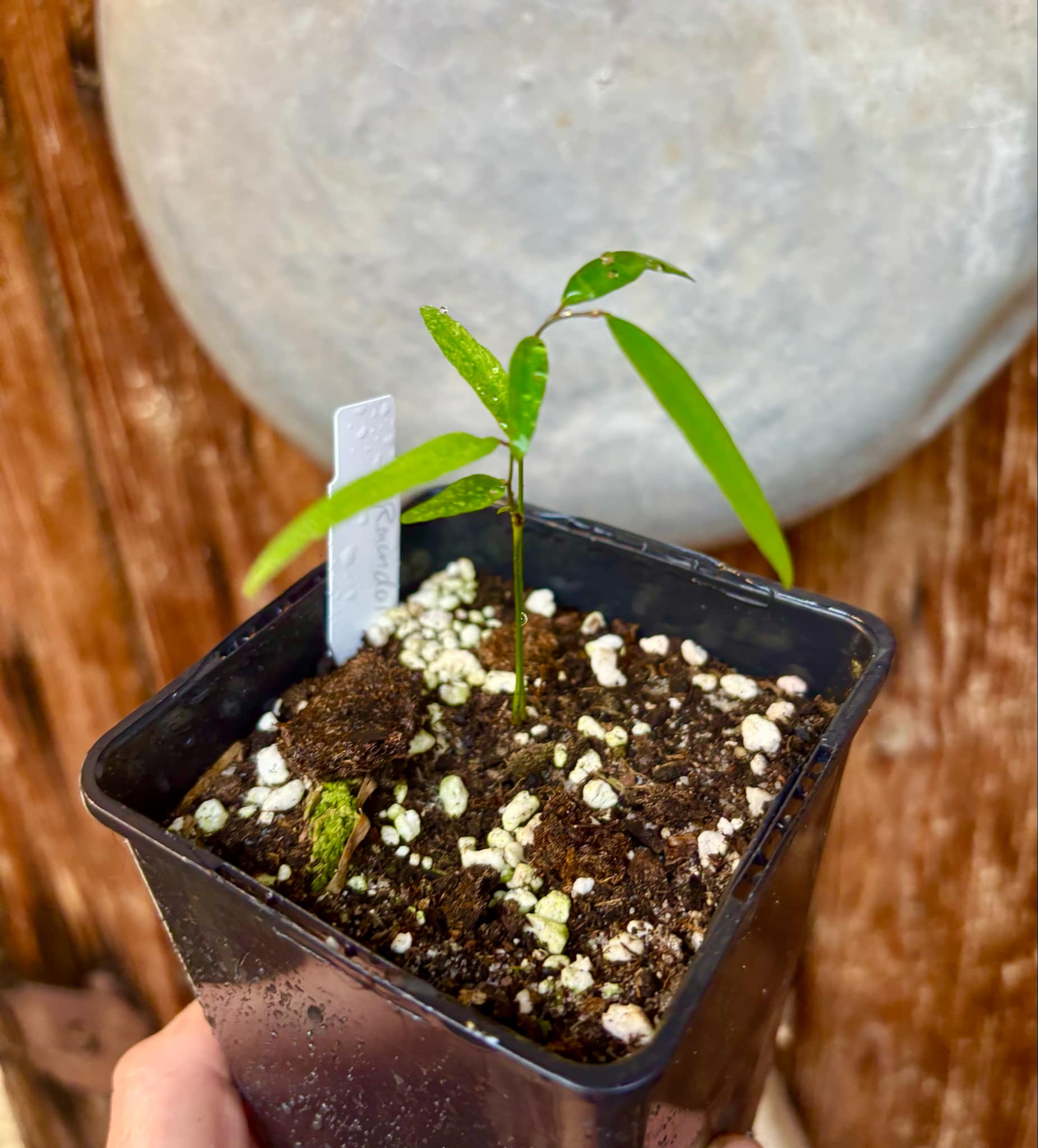 Rumdol (Sphaerocoryne lefevrei) - 1 small potted seedling / 1 kleiner, getopfter Sämling