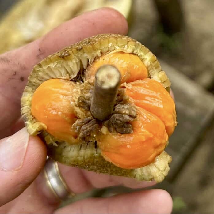 Pre Order - Bondon (Artocarpus brevipedunculatus) - 1 fresh seed / 1 frischer Samen