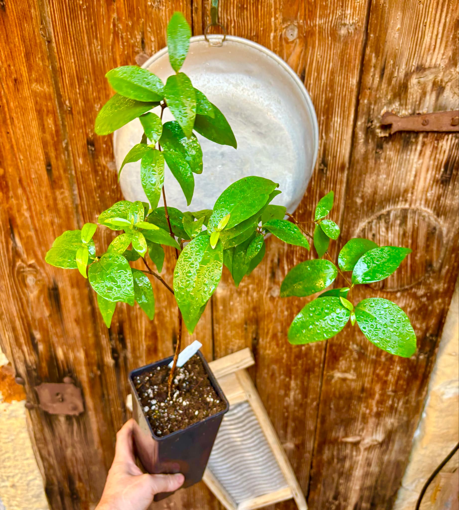 Eugenia sp Laranja Serralandia - 1 potted plant / 1 getopfte Pflanze