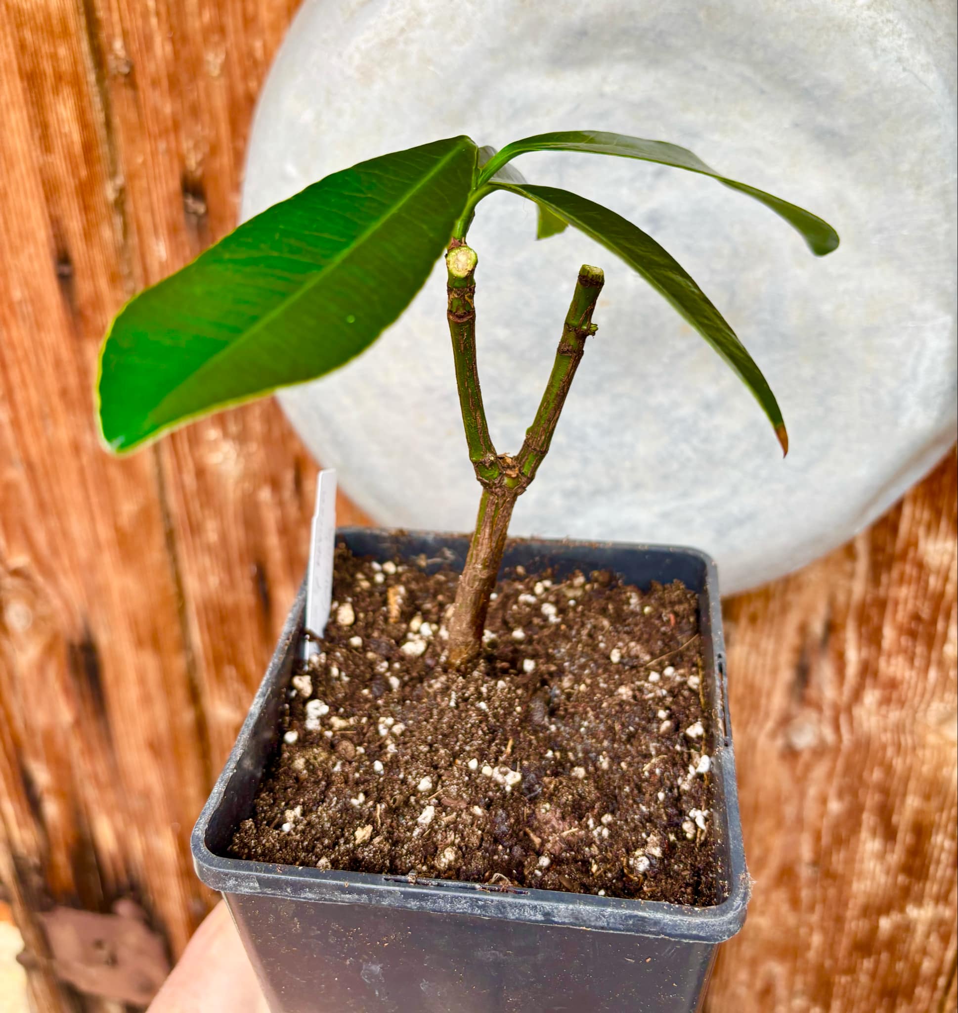 Garcinia sp. mexican - Luc's Garcinia - 1 potted plant / 1 getopfte Pflanze