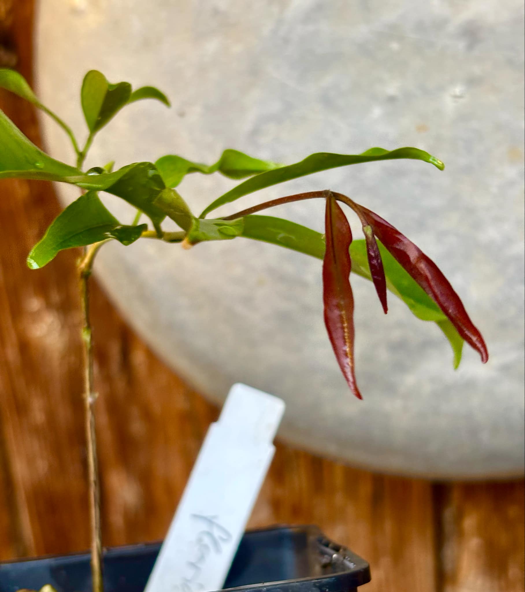Eugenia florida - 1 potted plant / 1 getopfte Pflanze