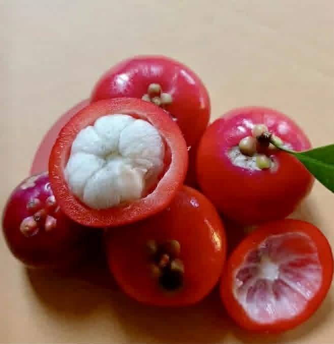 Garcinia lanceifolia - 1 fresh seed / 1 frischer Samen