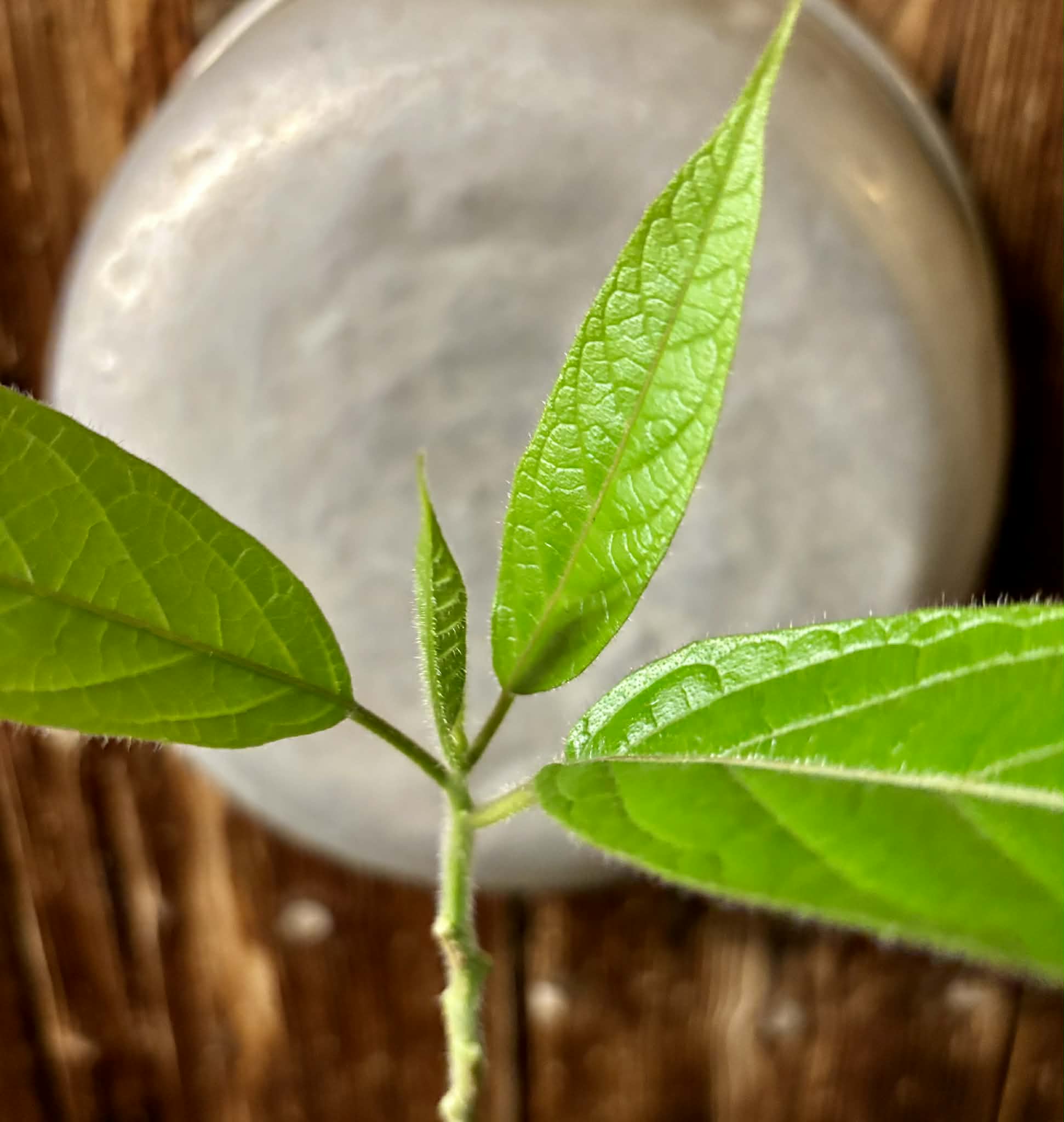 Solanum luridifuscescens - Tomatao Verde Piloso - 1 potted seedling / 1 getopfter Sämling