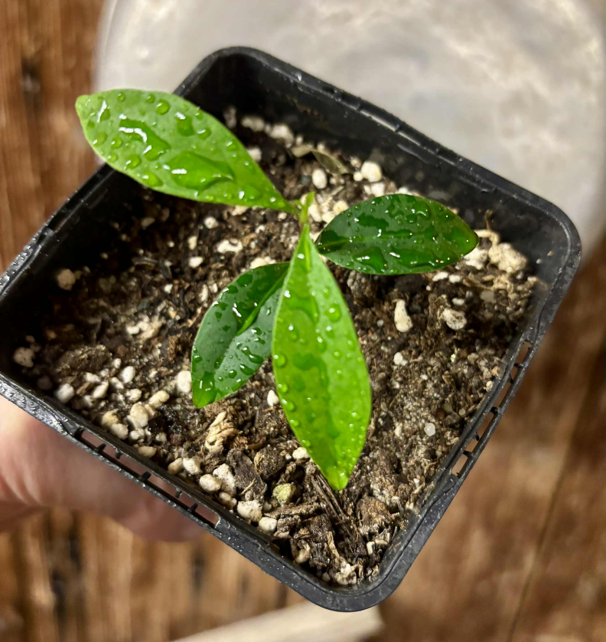 Eugenia punicifolia - 1 potted plant / 1 getopfte Pflanze