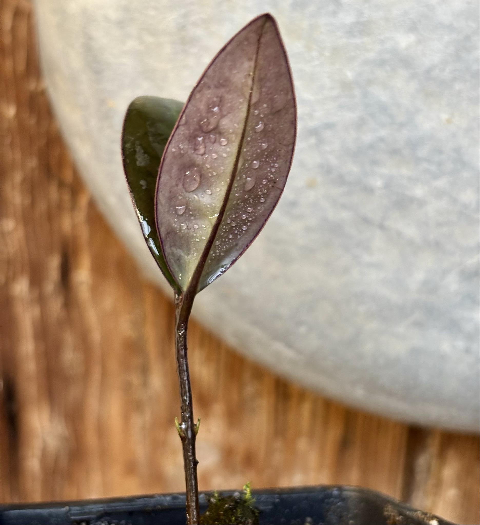 Eugenia sp Essencia negra - 1 potted seedling / 1 getopfter Sämling