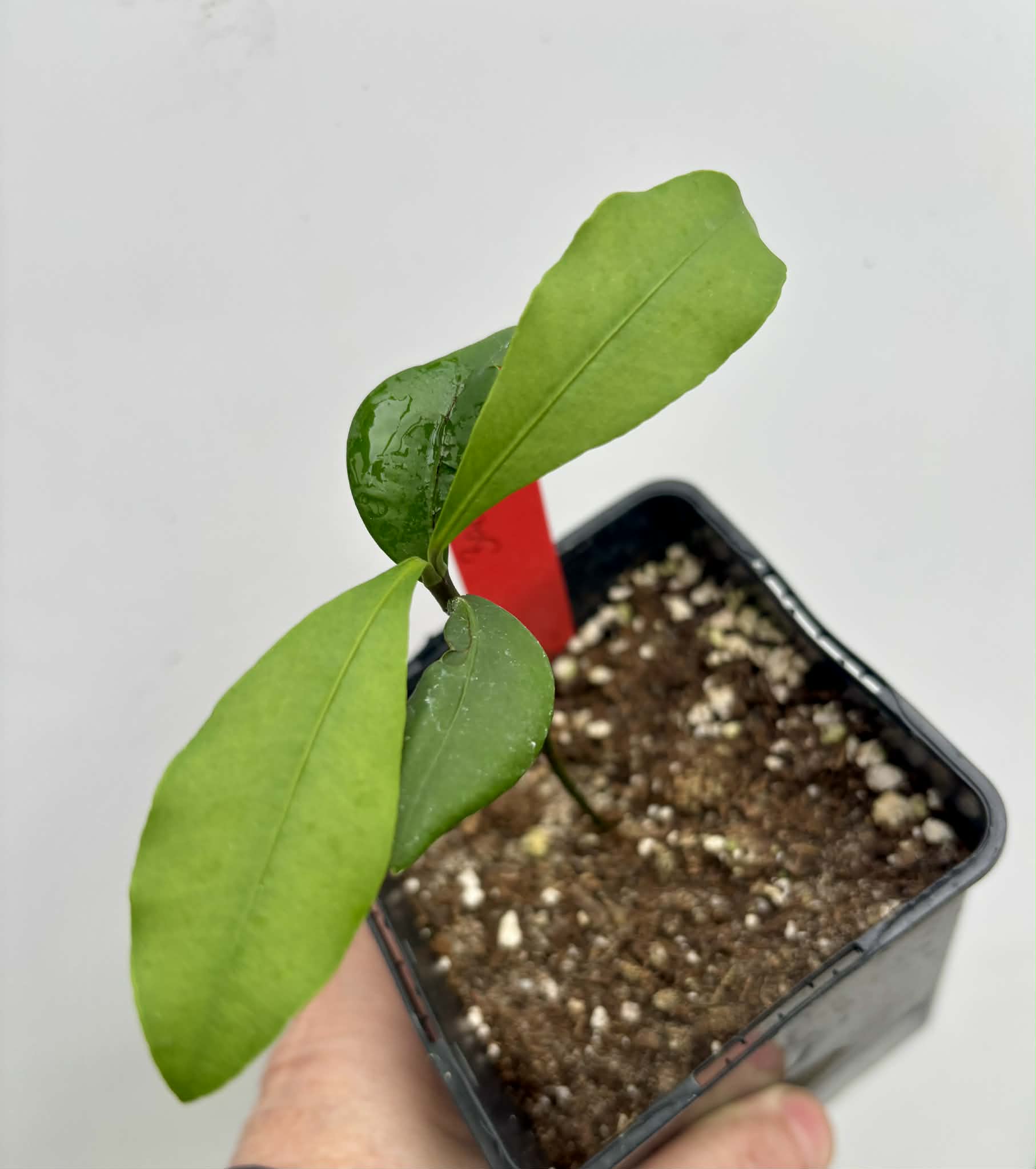 Bacupari  (Garcinia brasiliensis) -  1 potted seedling / 1 getopfter Sämling