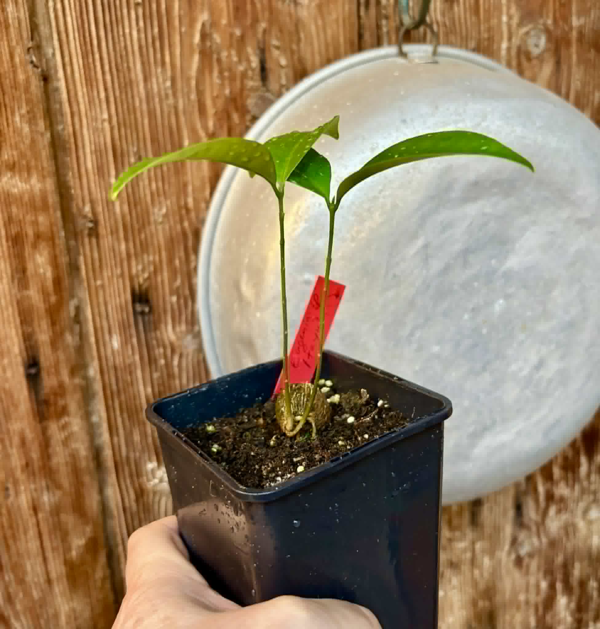Eugenia sp Itayuba - 1 potted seedling / 1 getopfter Sämling