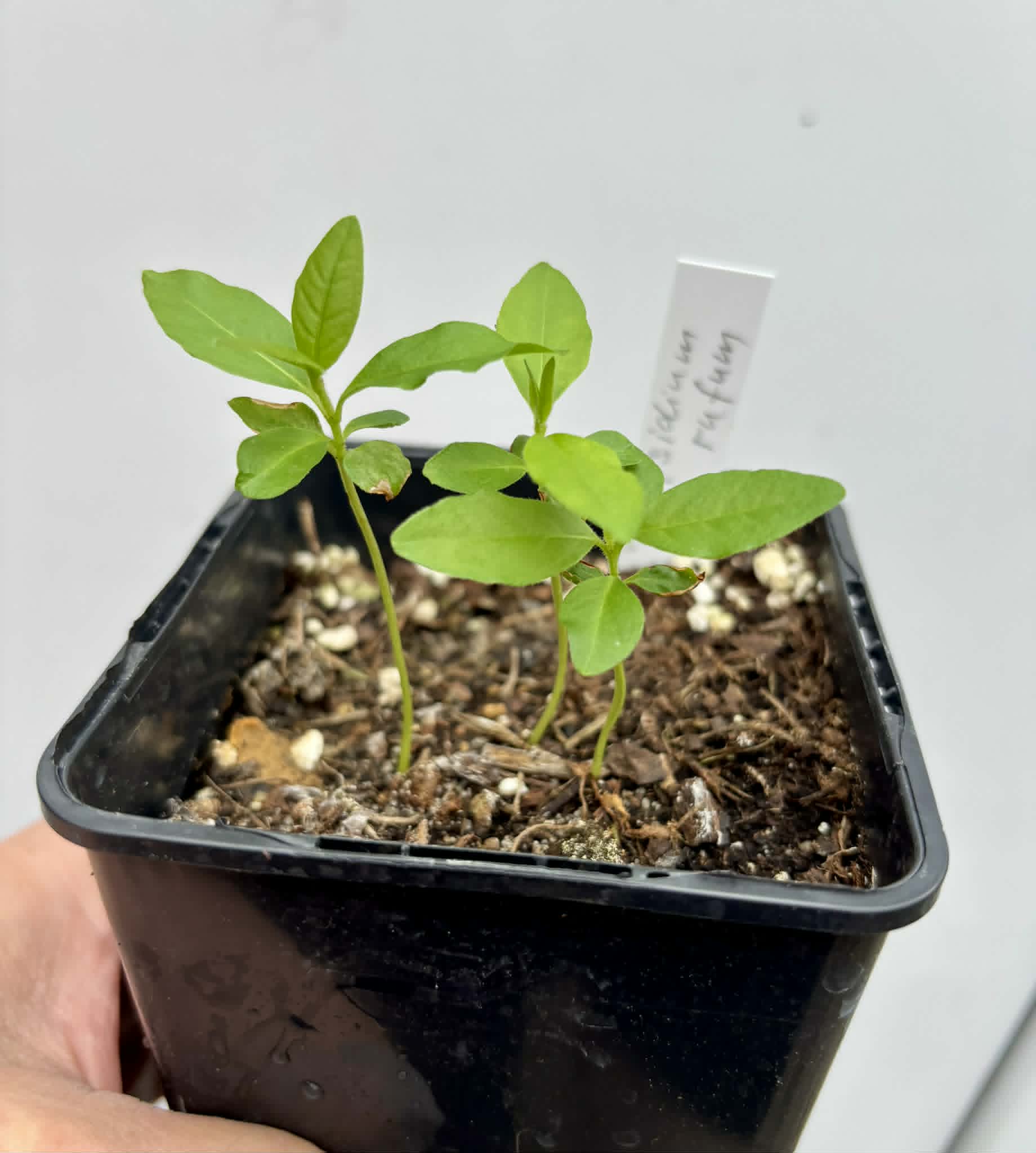 3 in 1 pot - Araca roxo (Psidium rufum)  - 3 seedlings in one pot / 3 Sämlinge in einem Topf