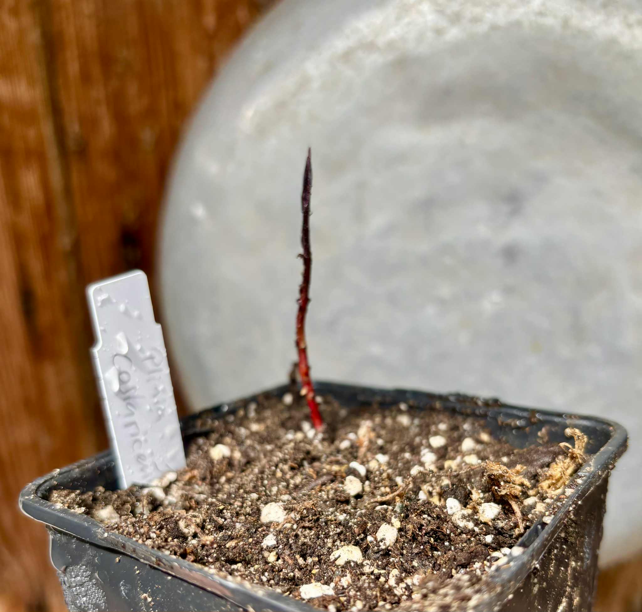 Plinia costaricensis - 1 potted seedling / 1 getopfter Sämling Plinia costaricensis - 1 potted seedling / 1 getopfter Sämling