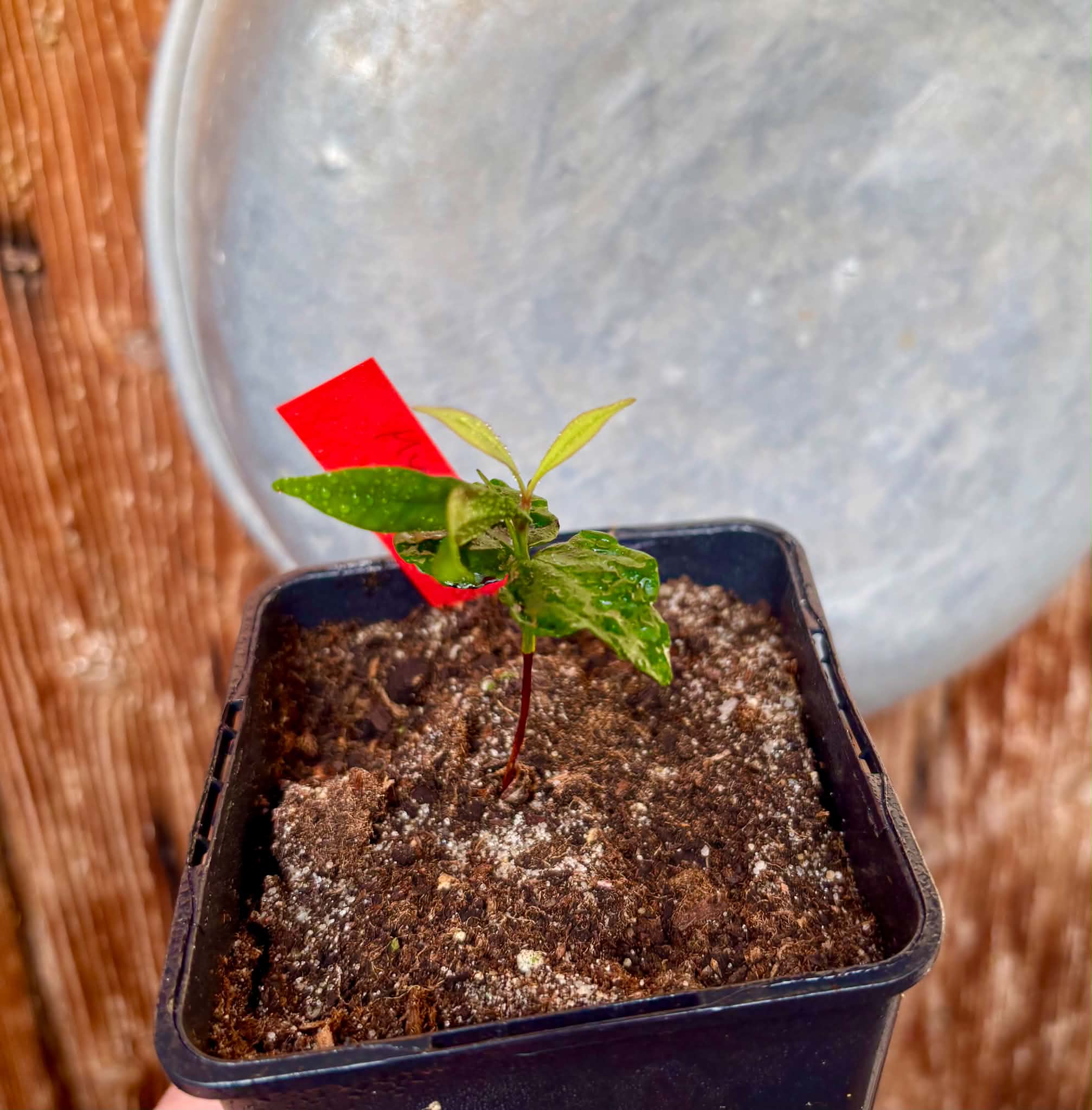Myrcia sp Trancoso -  1 potted seedling / 1 getopfter Sämling