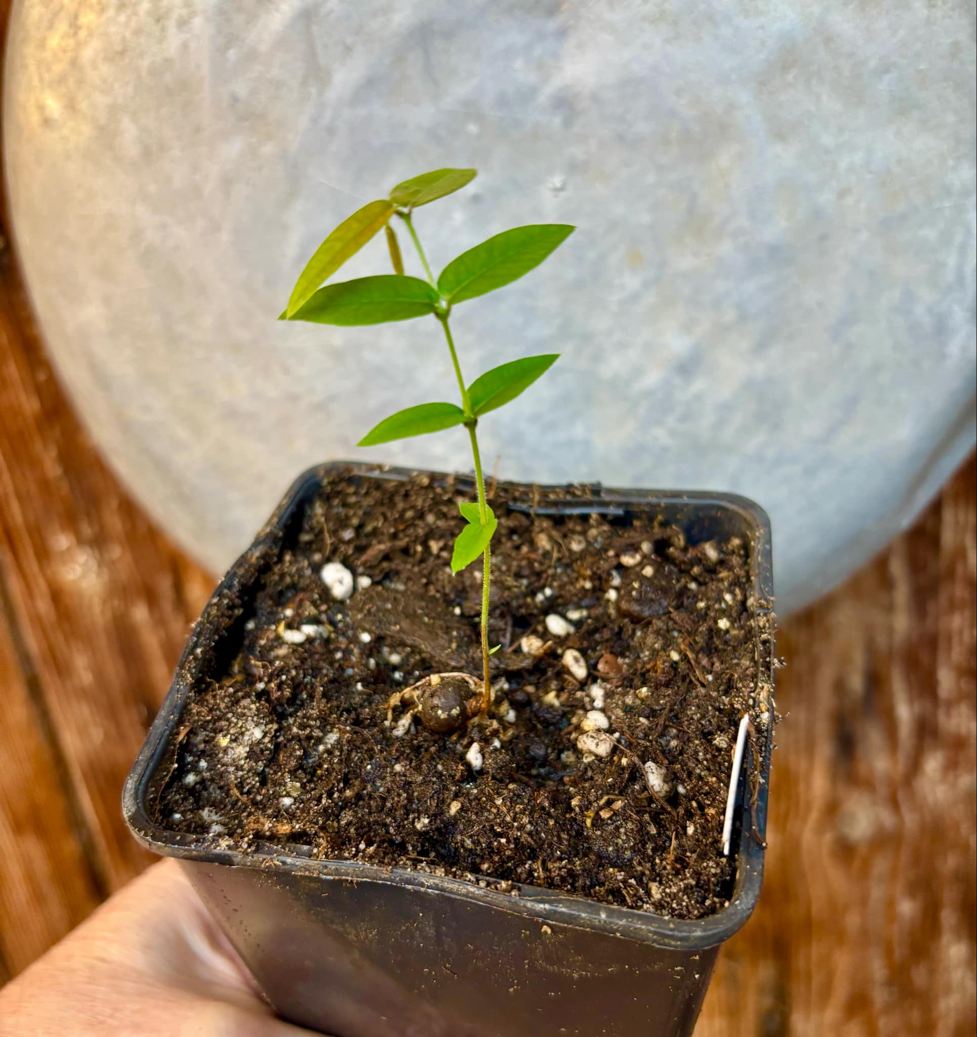 Myrciaria sp Cabeludinha preta (Blue Glomerata) - 1 small pottet seedling / 1 kleiner, getopfter Sämling