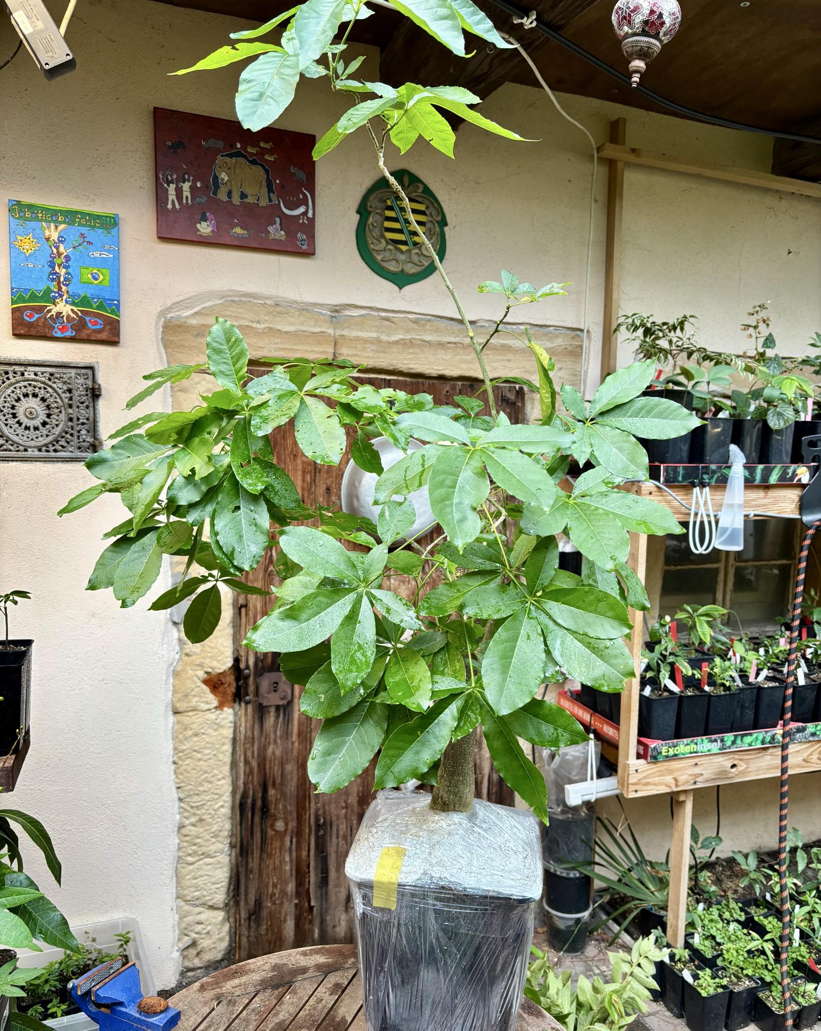 10 years old - White Sapote (Casimiroa edulis) - 1 potted plant / 1 getopfte Pflanze
