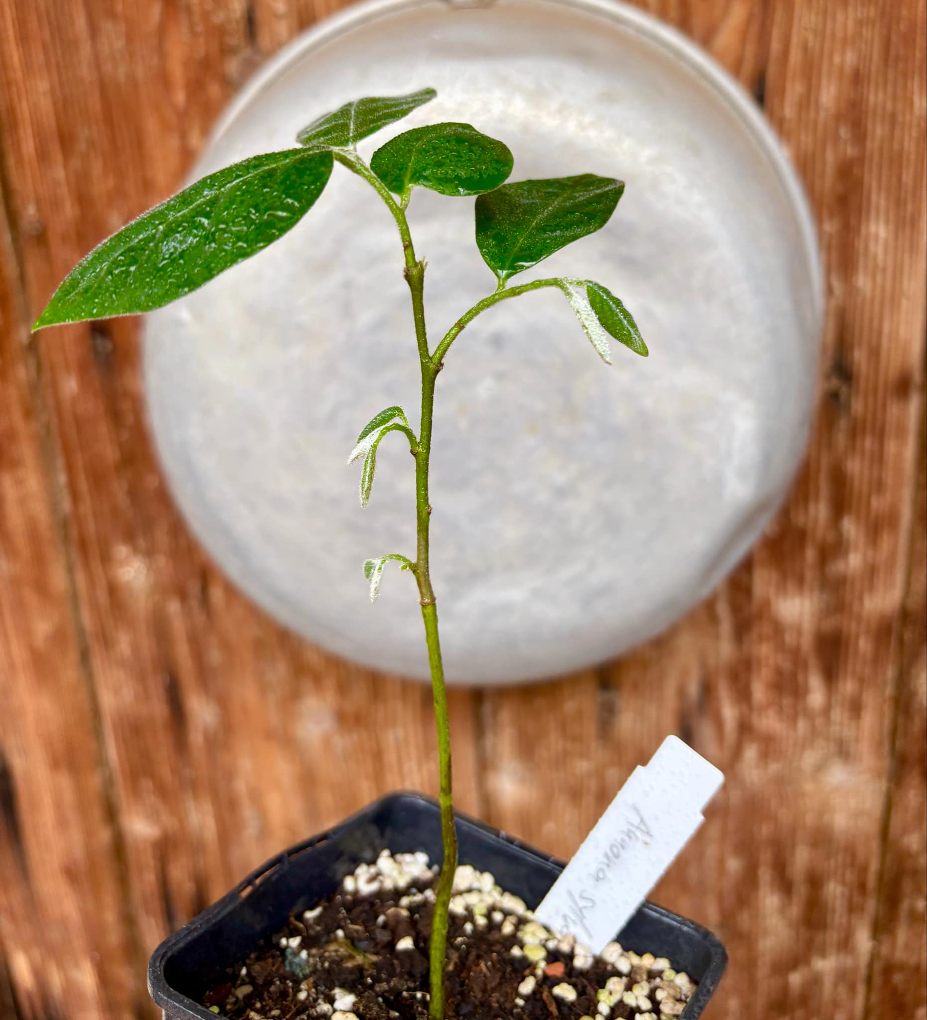Annona sylvatica - 1 potted plant / 1 getopfte Pflanze