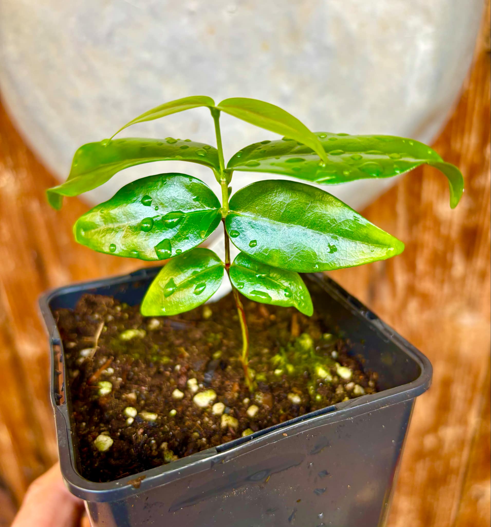 Eugenia uniflora var. Pitangao  - 1 small potted seedling / 1 kleiner, getopfter Sämling
