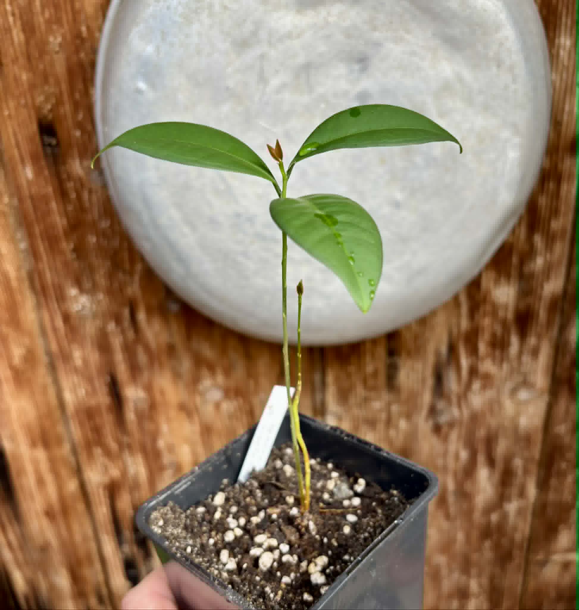Eugenia sp Itayuba - 1 potted seedling / 1 getopfter Sämling