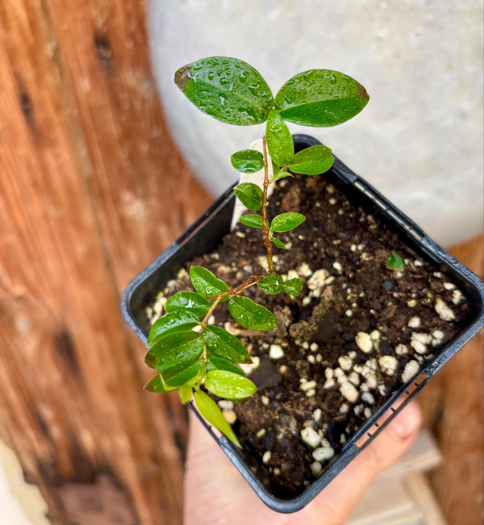 Jaboticaba Oipirinha (Plinia sp) - 1 small potted plant/ 1 kleine, getopfte Pflanze
