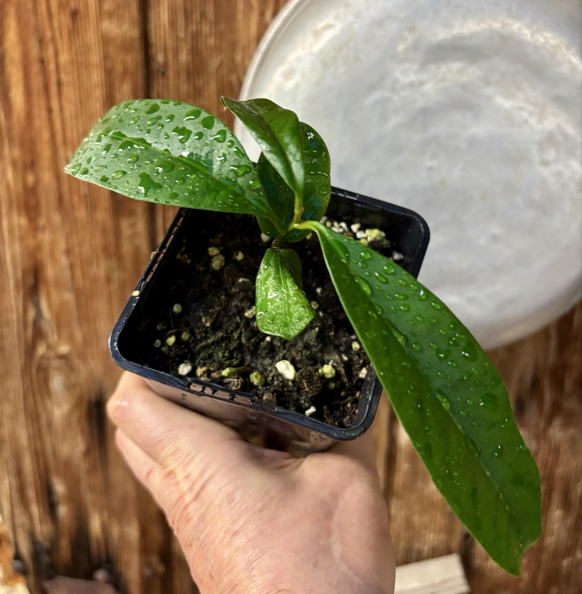 Aquai (Chrysophyllum gonocarpum)  -  1  potted seedling / 1 getopfter Sämling Aquai (Chrysophyllum gonocarpum)  -  1  potted seedling / 1 getopfter Sämling