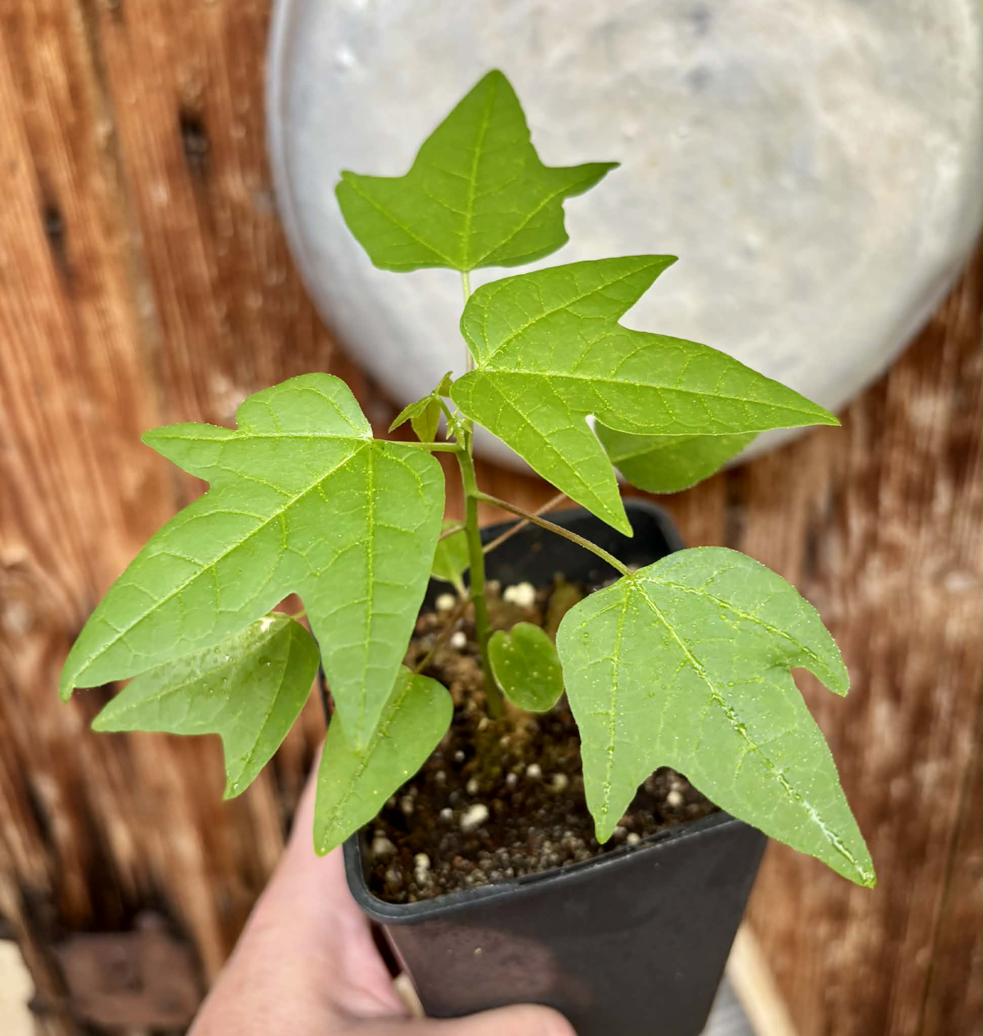 Dwarf Yellow Krabi Papaya (Carica papaya) - 1 potted plant / 1 getopfte Pflanze