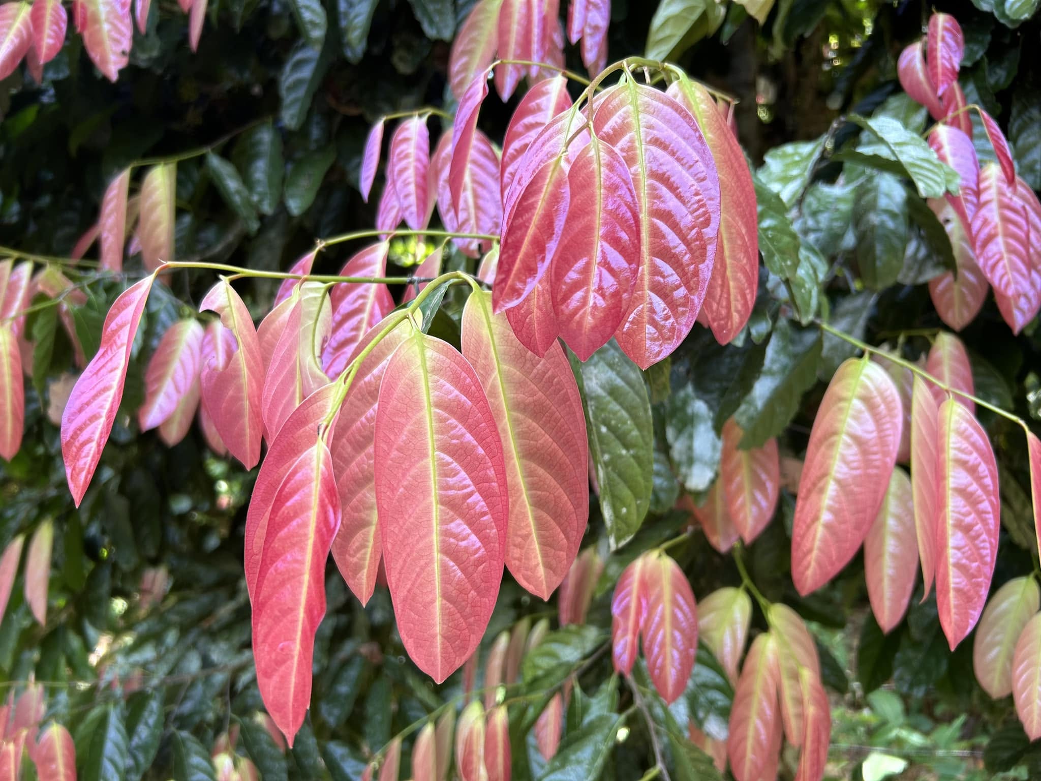 Pre Order - Kepel (Stelechocarpus burahol) - 1 fresh seed / 1 frischer Samen