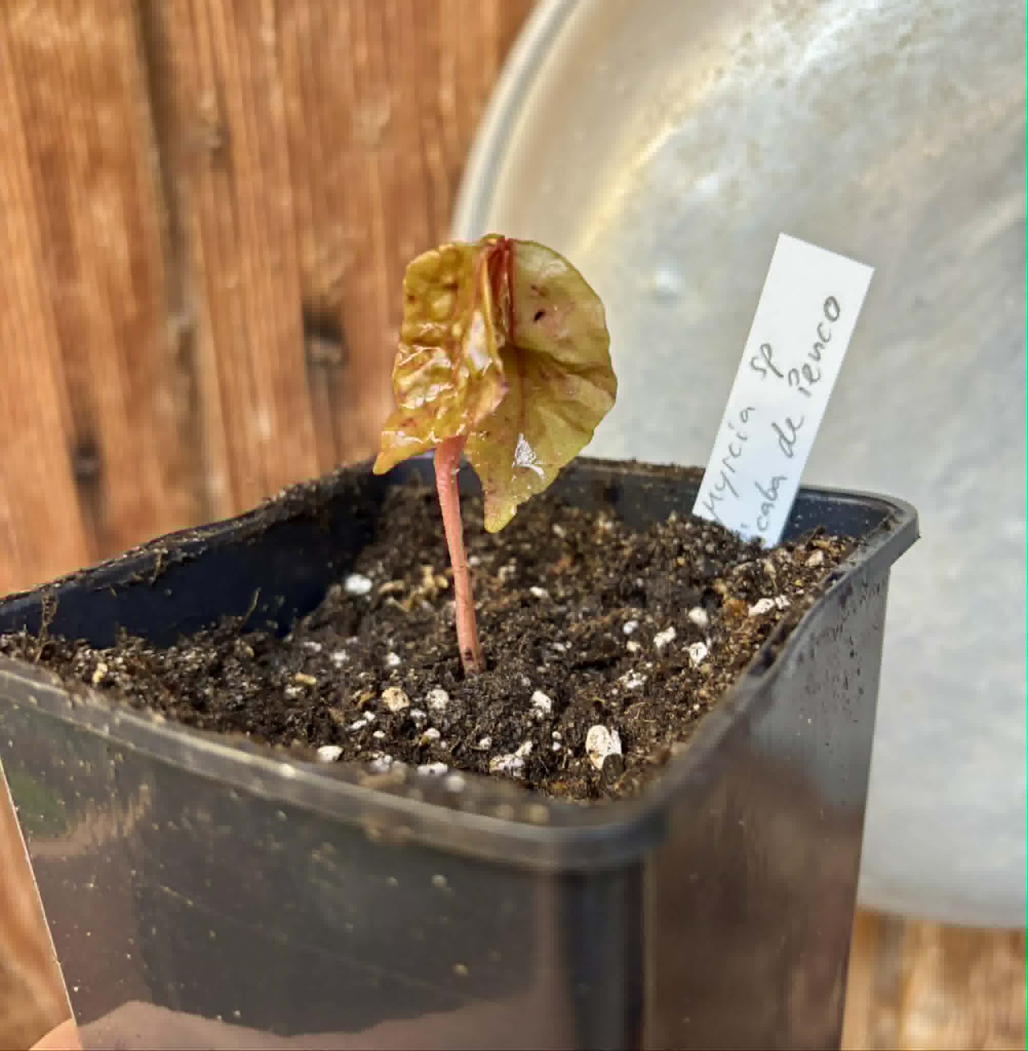 Myrcia sp Jaboticaba de Penca -  1 potted seedling / 1 getopfter Sämling