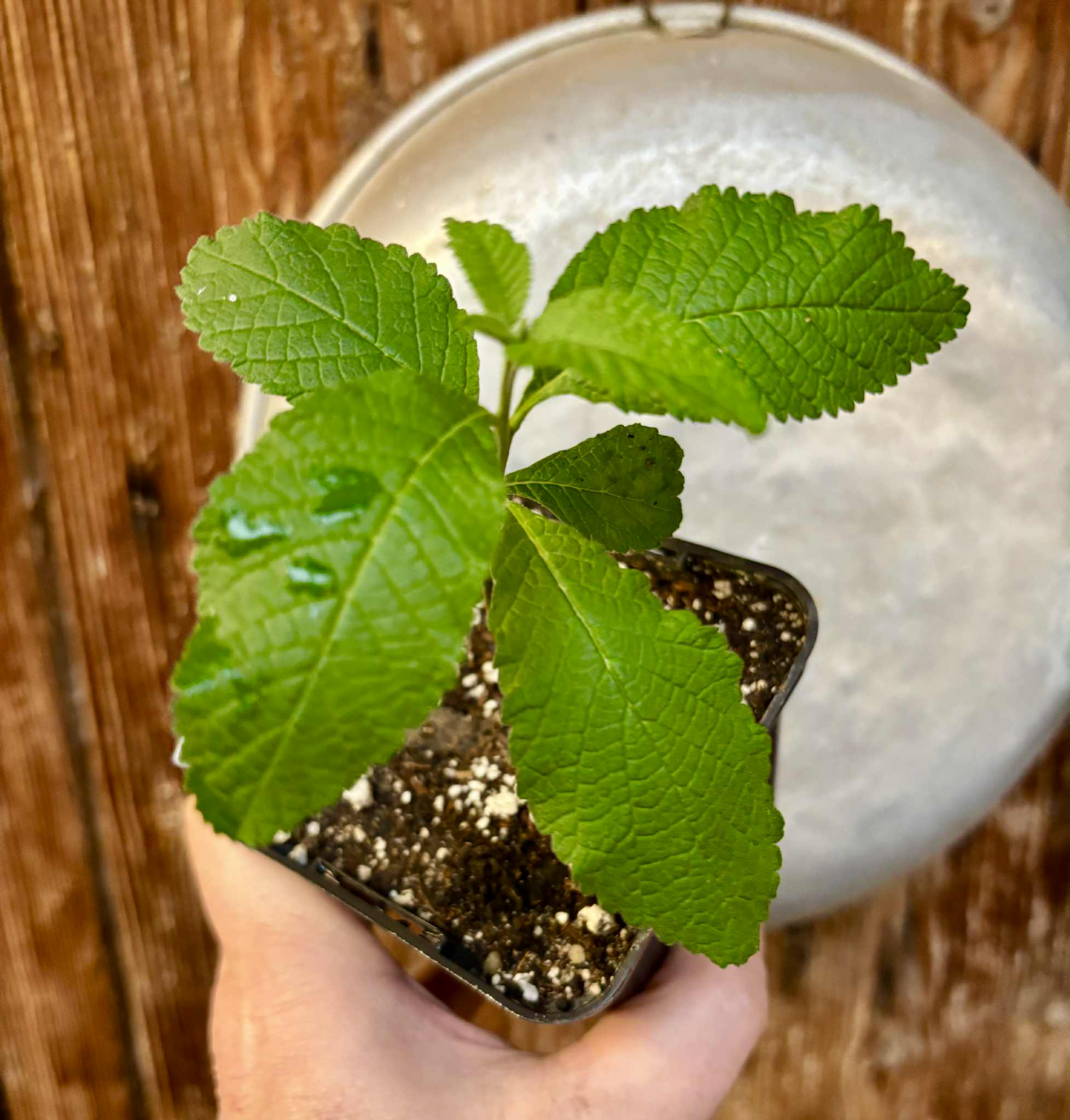 rooted cutting - Erva baleeira  (Cordia verbenacia) - 1 potted plant / 1 getopfte Pflanze