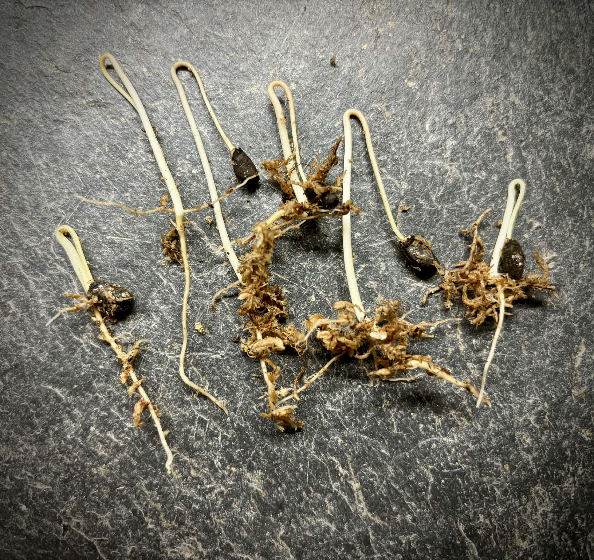 Duguetia cf quitarensis - 1 germinated seed / 1 gekeimter Samen