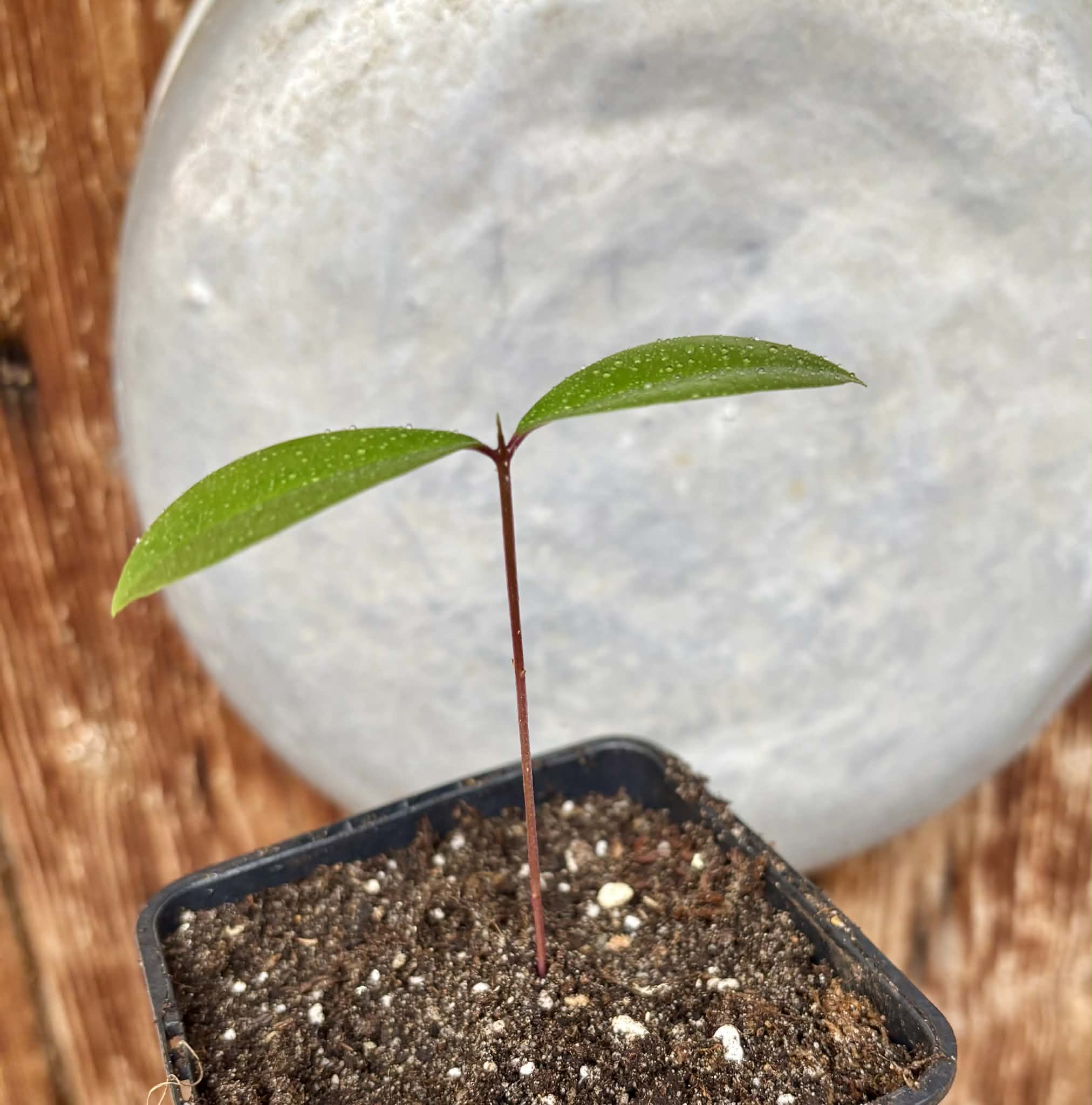 Syzygium grande - 1 potted seedling / 1 getopfter Sämling