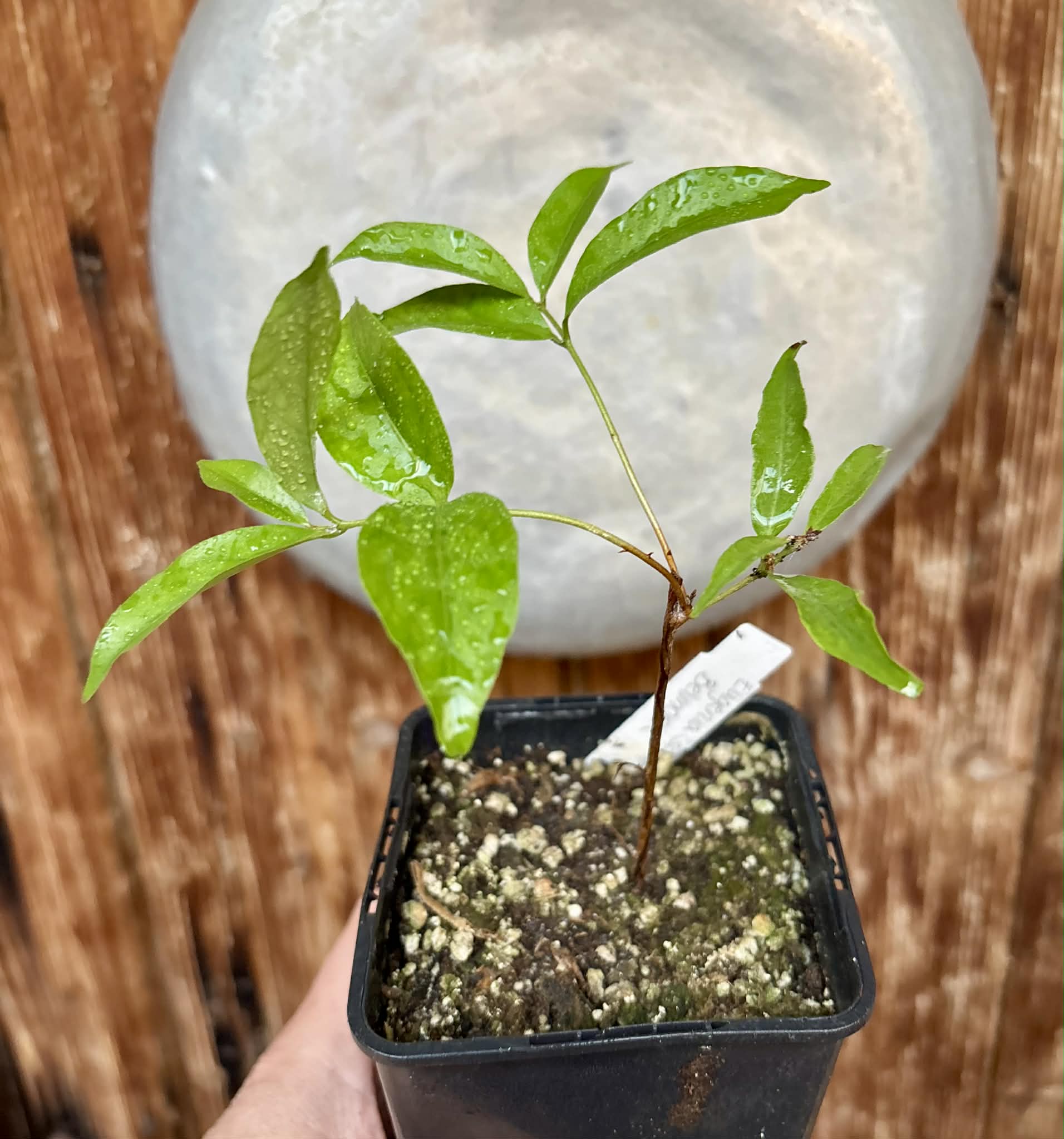Eugenia sp Belmonte -  1 potted seedling / 1 getopfter Sämling