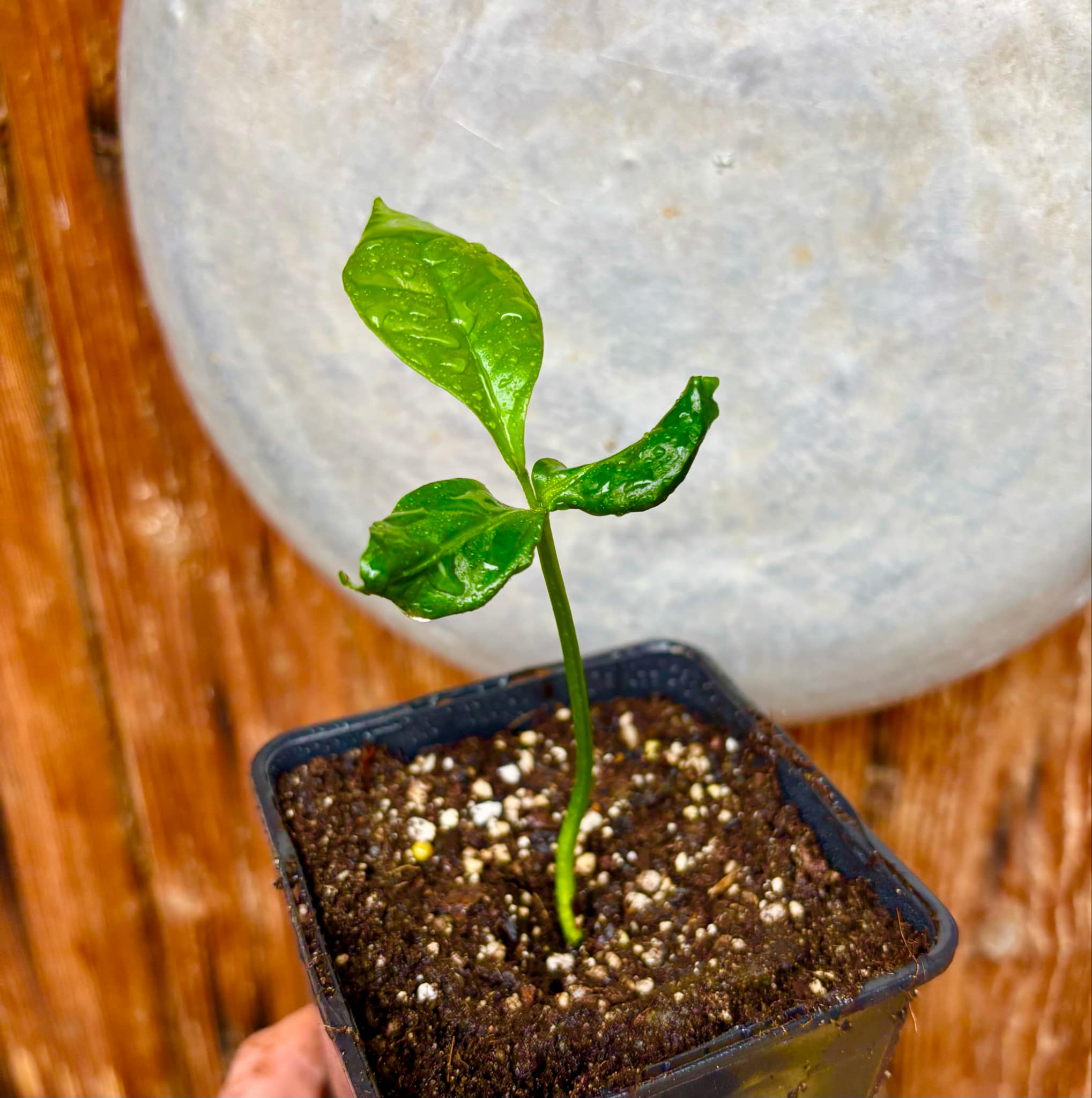 Cymbopetalum brasiliensis - 1 small potted seedling / 1 kleiner, getopfter Sämling
