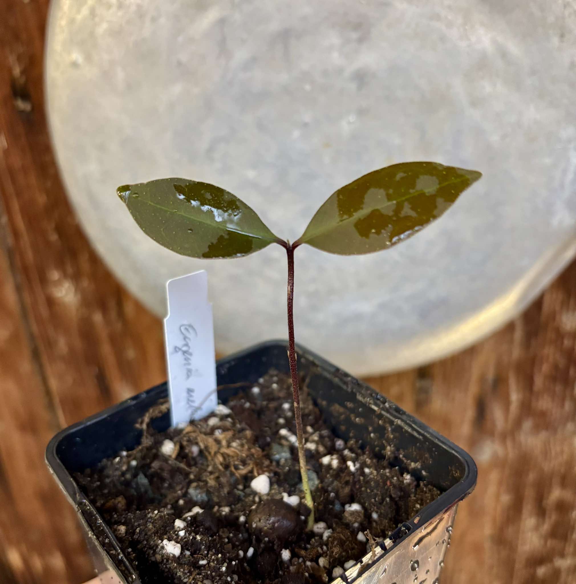 Piuna da Mata Atlantica (Eugenia melanogyna) - 1 small potted seedling / 1 kleiner, getopfter Sämling Piuna da Mata Atlantica (Eugenia melanogyna) - 1 small potted seedling / 1 kleiner, getopfter Sämling