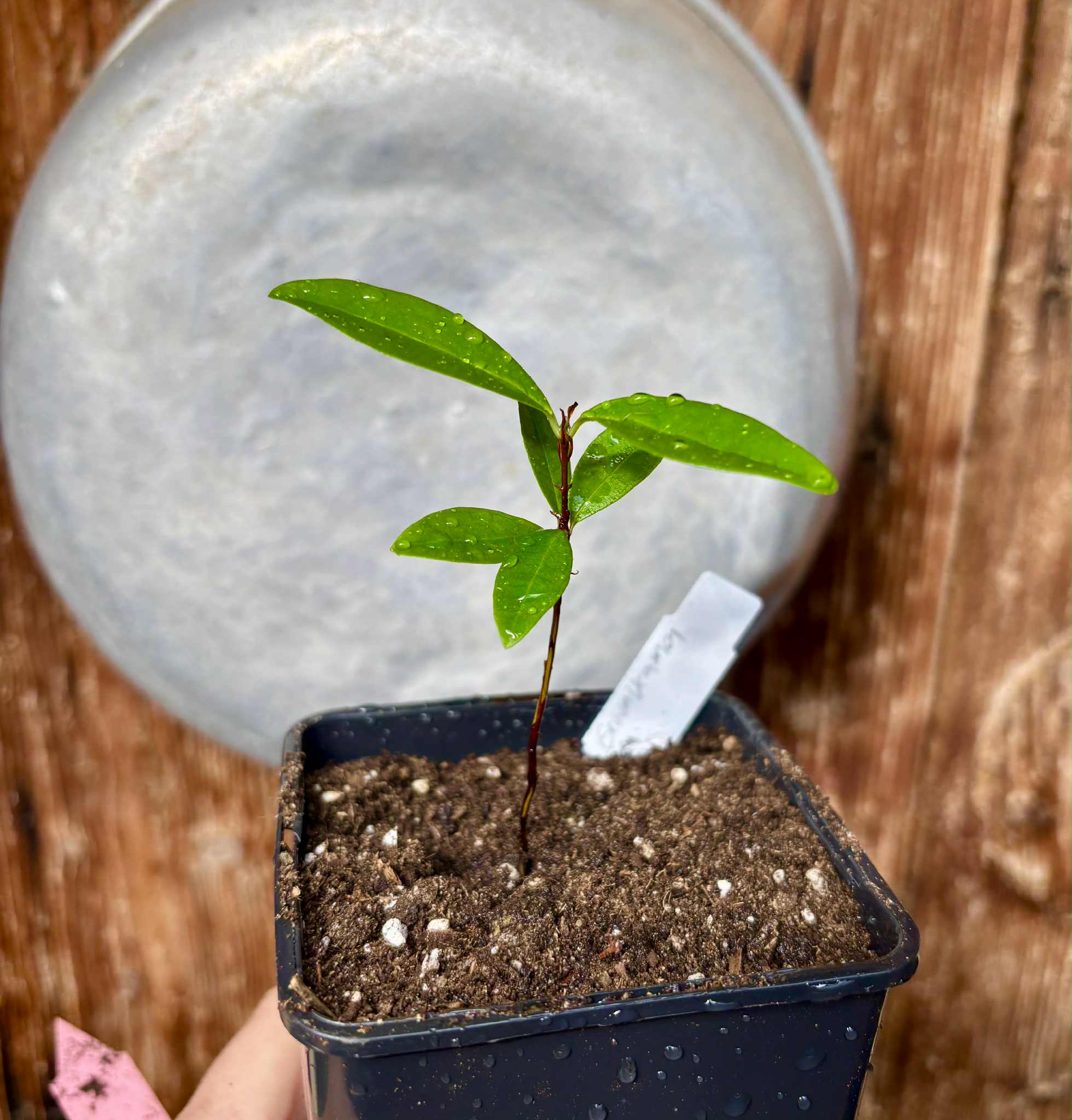 Yellow Grumixama (Eugenia brasiliensis var. leucocarpa) - 1 potted seedling / 1 getopfter Sämling