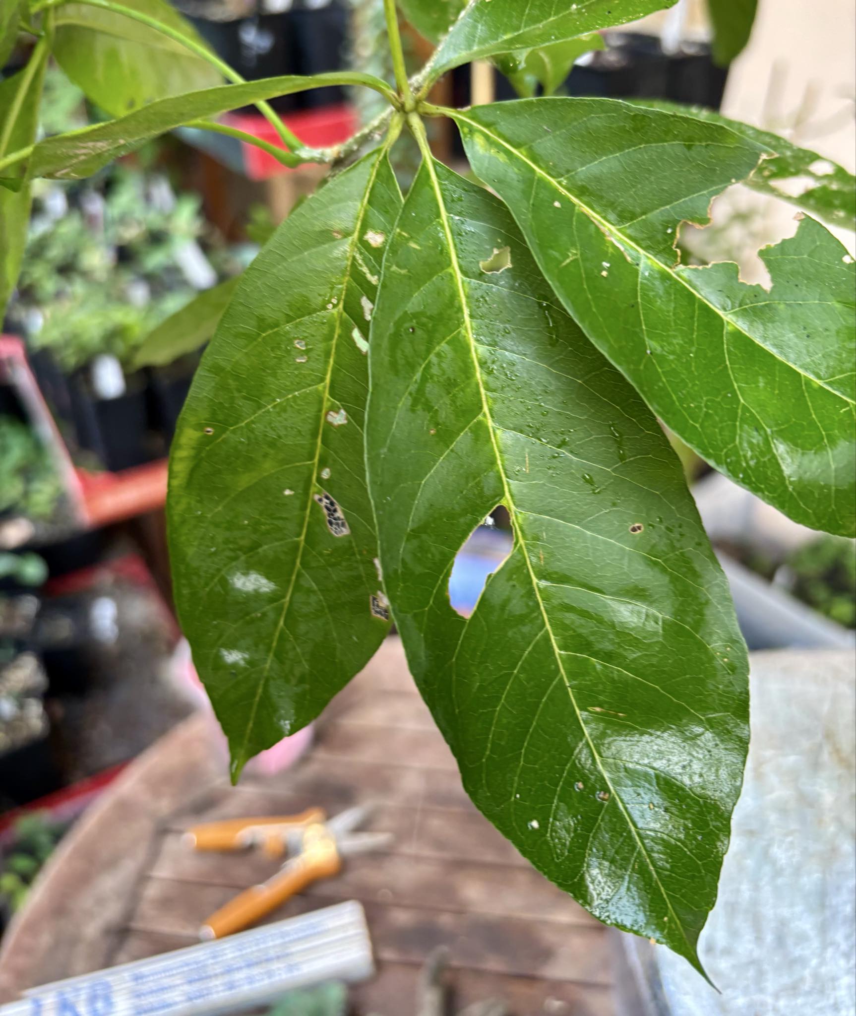 10 years old - White Sapote (Casimiroa edulis) - 1 potted plant / 1 getopfte Pflanze