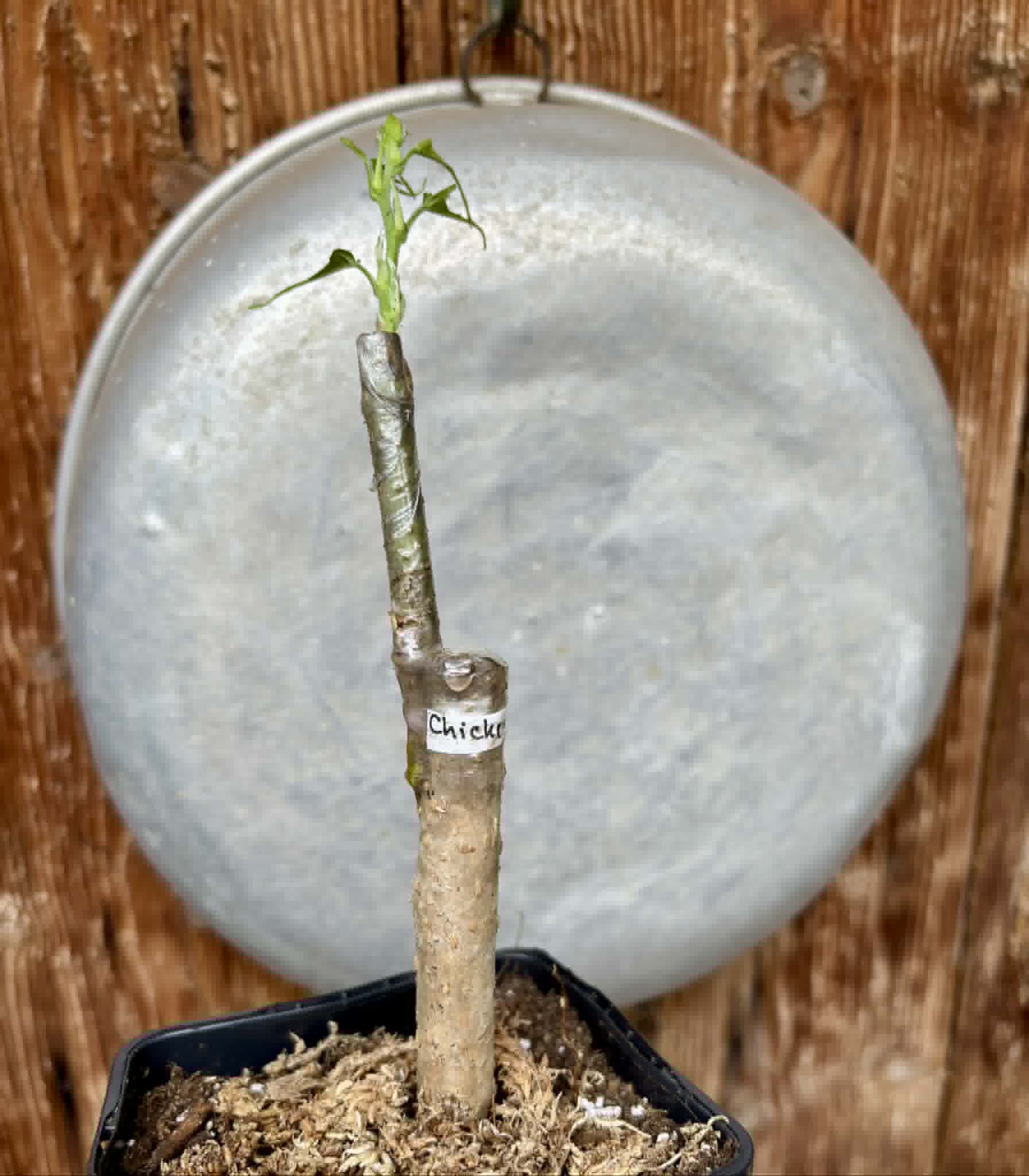 For Self-Rooting - Chicken Claw (Morus trilobata) - 1 grafted, potted plant / 1 veredelte, getopfte Pflanze