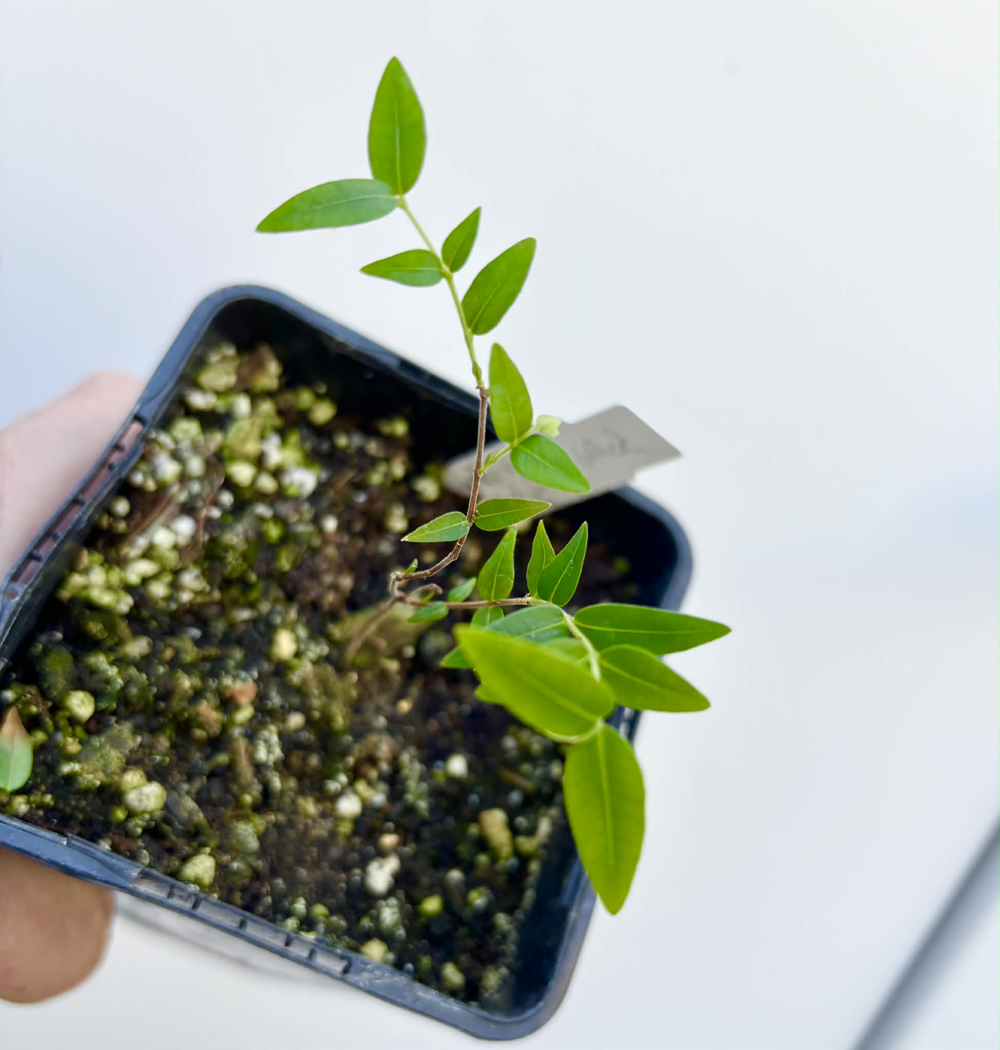Myrciaria cuspidata BLACK - 1 potted seedling / 1 getopfter Sämling