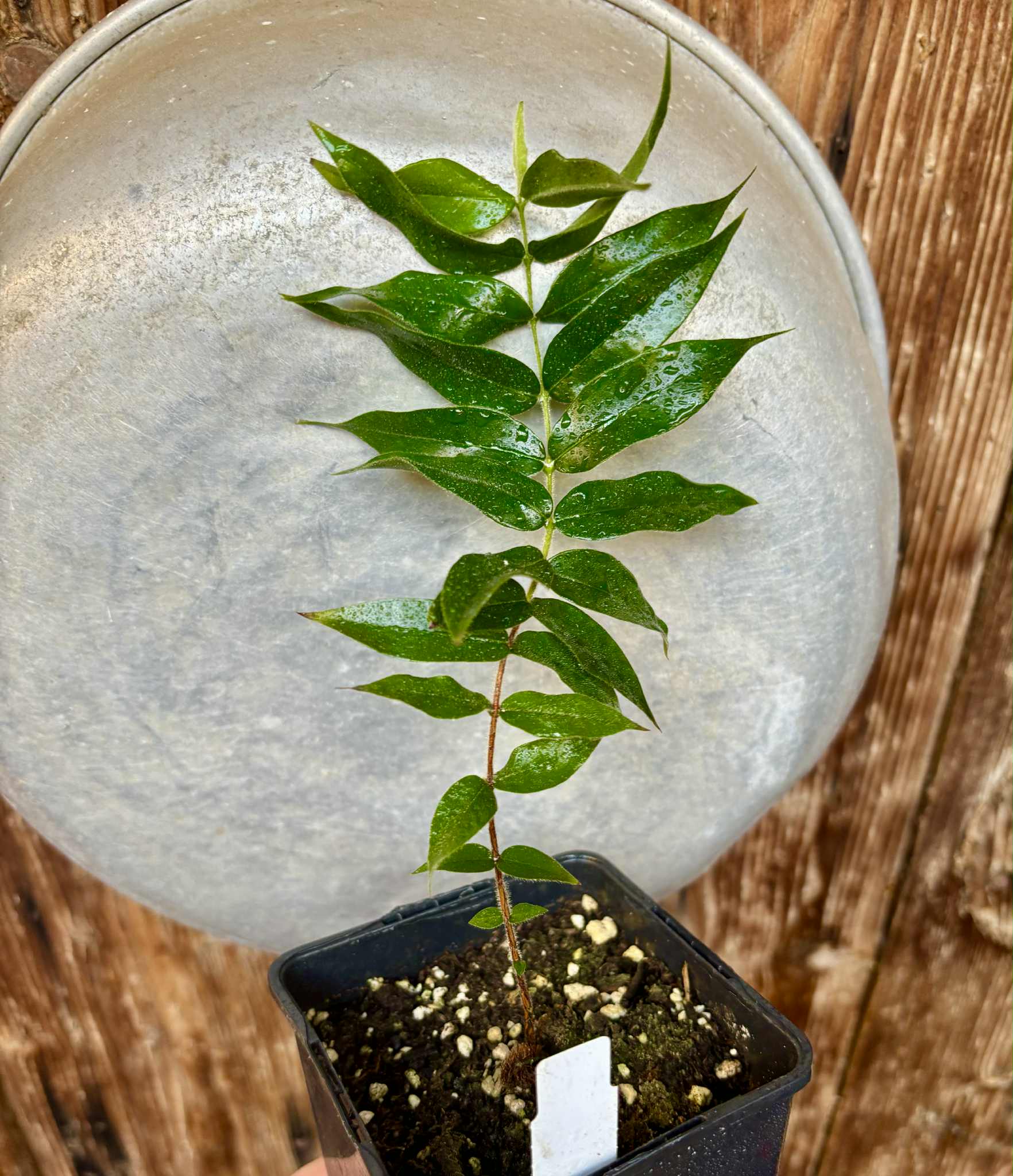 Beach Cambuca (Myrciaria strigipes) - 1 potted plant / 1 getopfte Pflanze